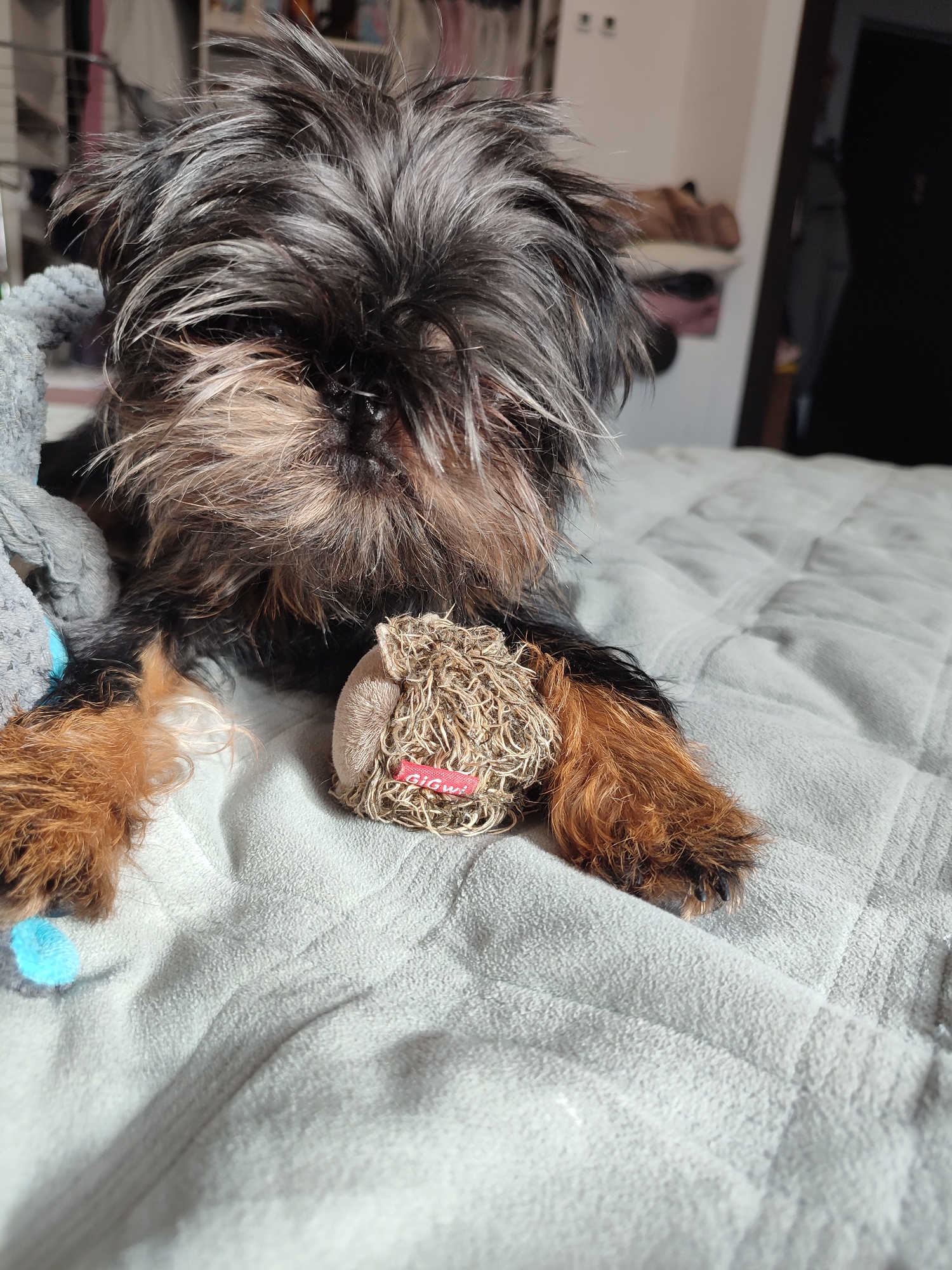 A small, shaggy, dark-haired dog with tan legs is lying on a light gray quilted blanket on a bed. The dog's face is mostly obscured by its fur, but one eye is visible. A light blue fuzzy toy is partially visible on the left side of the dog, and a small, round, brown, woven toy with a red tag is near the dog's front paw on the right. The background shows a blurred image of shelves with items and a dark doorway. The location is Murino, Russia.