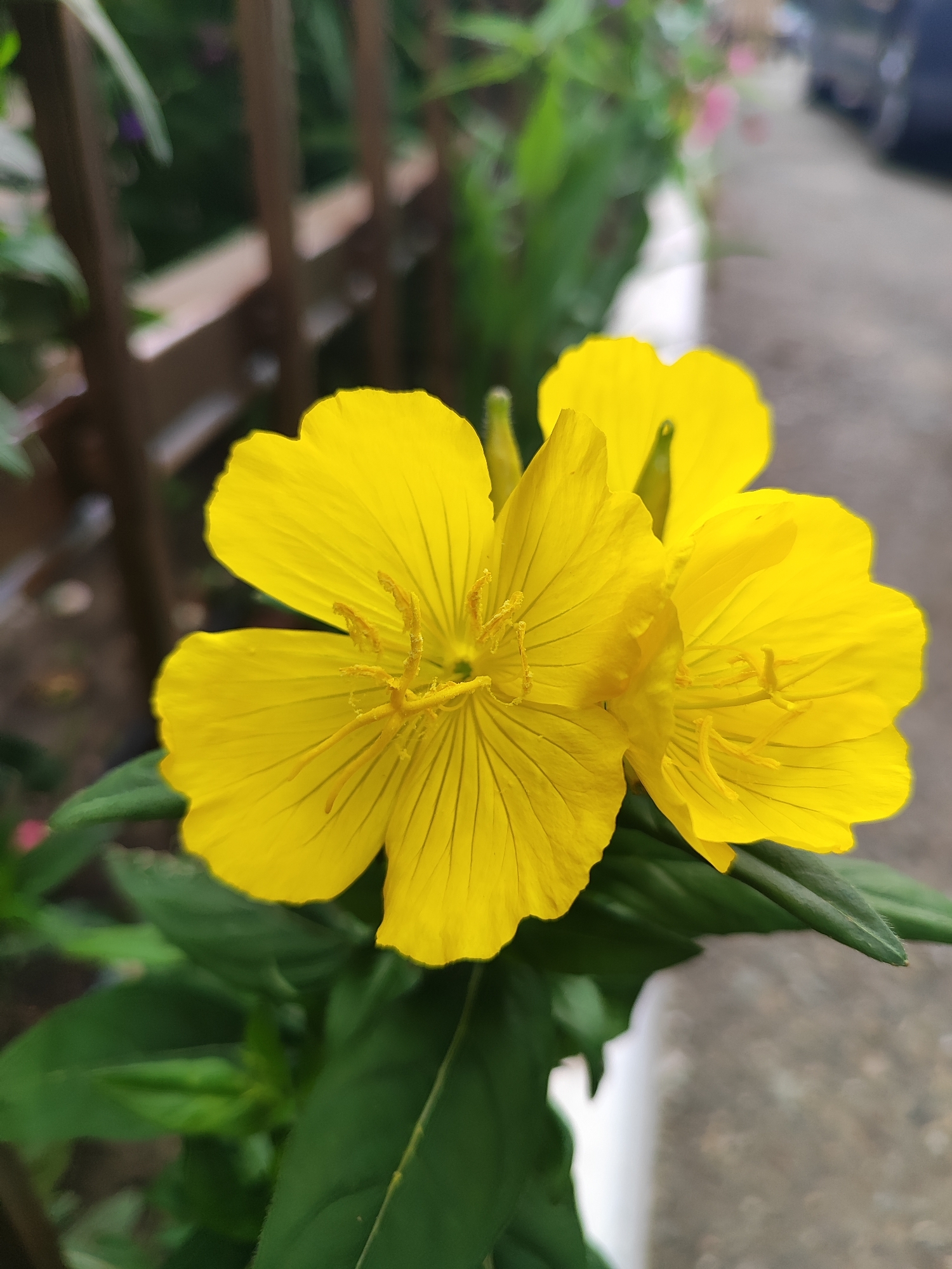 A vibrant close-up shot captures a cluster of bright yellow flowers, likely from the genus *Oenothera* (evening primrose), growing outdoors in Krasnodar, Russia. The flowers are the sharp focal point, each displaying four prominent, sunny yellow petals with visible veining, and delicate stamens and pistils clustered at their center. At least three distinct blossoms are clearly visible, rooted among lush, dark green leaves that provide a contrasting backdrop to the petals.
The background is intentionally blurred, creating a shallow depth of field that emphasizes the floral subjects. To the left, indistinct brown shapes suggest wooden fence posts partially obscured by green foliage. To the right, a grey paved surface, possibly a sidewalk or road, is visible along with a blurred white curb or edge. Further in the background on the right, a dark, indistinct shape of a vehicle, likely a car, is discernible. The lighting appears to be natural daylight, evenly illuminating the scene. No specific activity or visible text is present in the image.