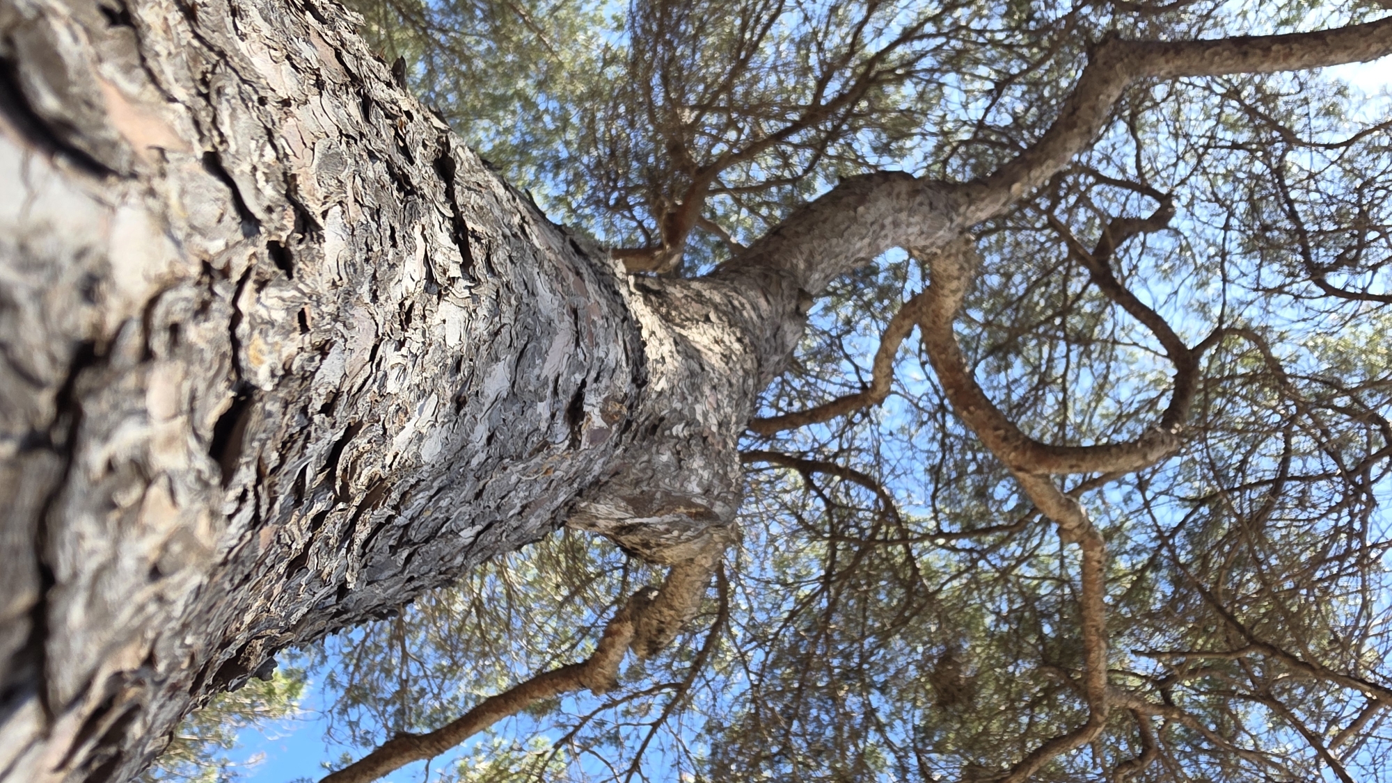 The image shows a tree trunk viewed from a low angle, looking up towards the branches and the sky. The bark of the trunk is thick, rough, and textured with deep furrows. The branches extend outwards and upwards, with thinner twigs and sparse foliage against a background of blue sky. The location of the image is in the city of Guardamar del Segura, Spain.