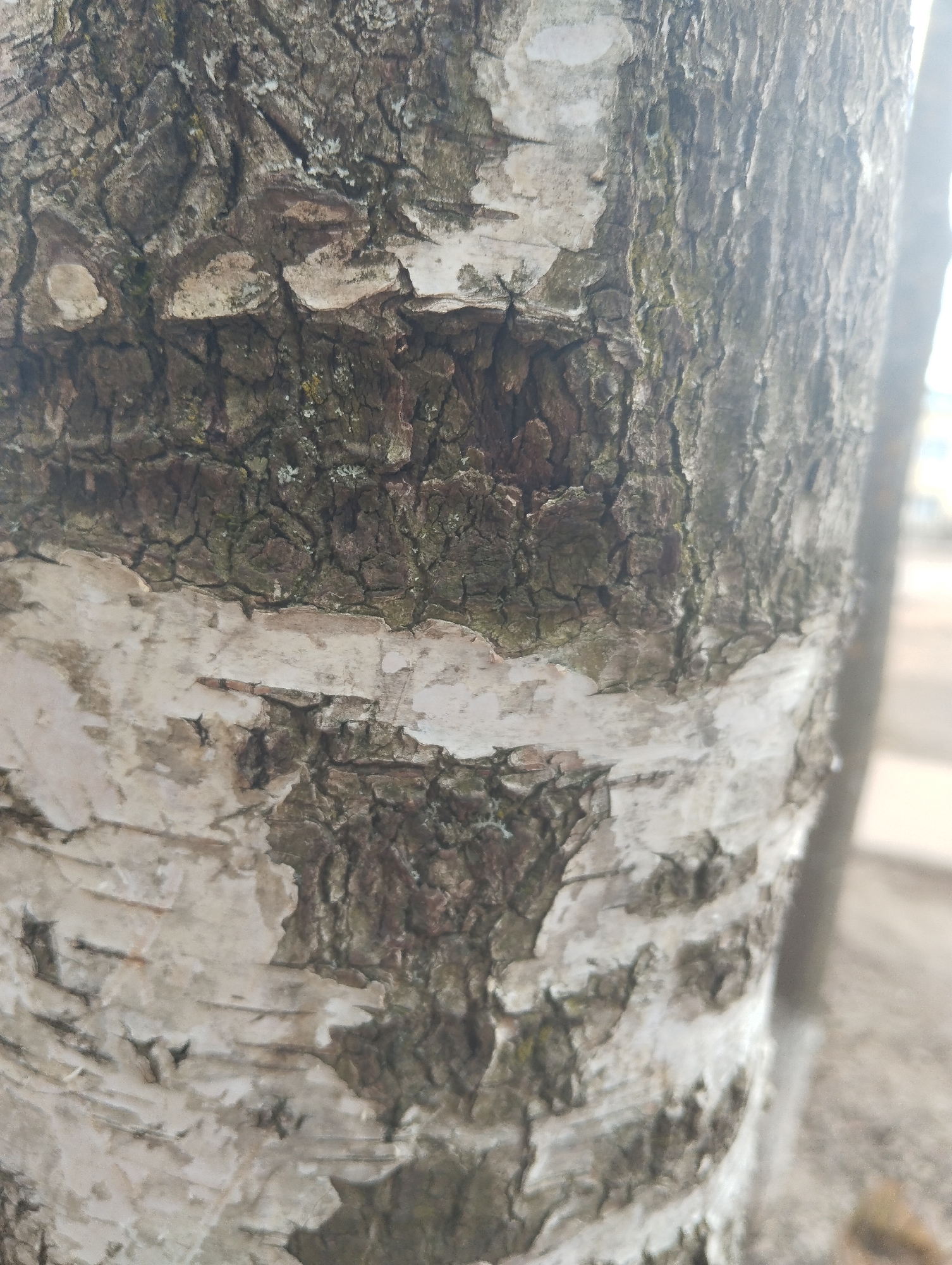 This close-up image captures the textured bark of a tree, likely a birch, in Krasnogorskoye, Russia. The trunk displays a distinctive pattern of contrasting bark types. The upper and mid-sections feature rough, dark grey-brown bark with deep fissures and cracks, some of which are accented with small patches of greenish-white lichen. Interspersed with this darker bark are areas of lighter, whitish-grey bark that is characteristic of birch trees. This lighter layer is visibly peeling away in horizontal strips and sheets, exposing the darker, underlying bark. The overall impression is one of natural texture and organic patterns. The lighting appears to be natural daylight, creating a soft, diffused illumination. The background is out of focus, suggesting a shallow depth of field and drawing attention entirely to the tree's surface. There are no people, animals, or man-made objects other than the tree itself, and no discernible activity or visible text.
