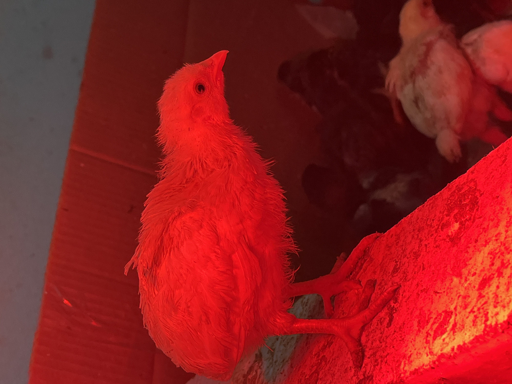 A baby chick stands under a red heat lamp. The chick is light-colored, likely yellow or white. Several other chicks are visible in the background, some darker than the chick in the foreground. The surface the chick is standing on appears to be concrete or a similar material. The setting may be an indoor brooding area. The city and country are not discernible from the image.