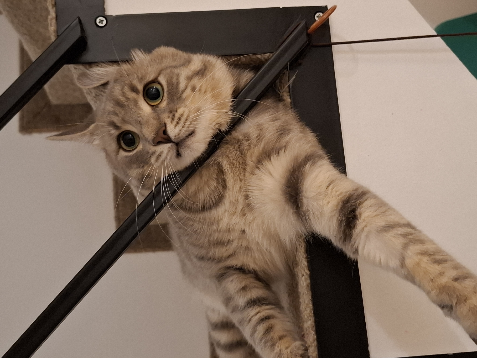 A tabby cat with wide green eyes and light brown and gray stripes is lying on a carpeted step of a staircase. The cat is partially resting on a black metal railing that runs along the stairs. The cat's body is extended, with its front left paw dangling down the side of the step. The cat's head is turned towards the camera, with its ears slightly perked up. The background consists of a plain white wall and the carpeted steps of the staircase. The image is taken from a slightly low angle, looking up at the cat. The location is an indoor staircase, likely in a residential building, not specifically identifiable as being in Zemun Urban Municipality, Serbia.