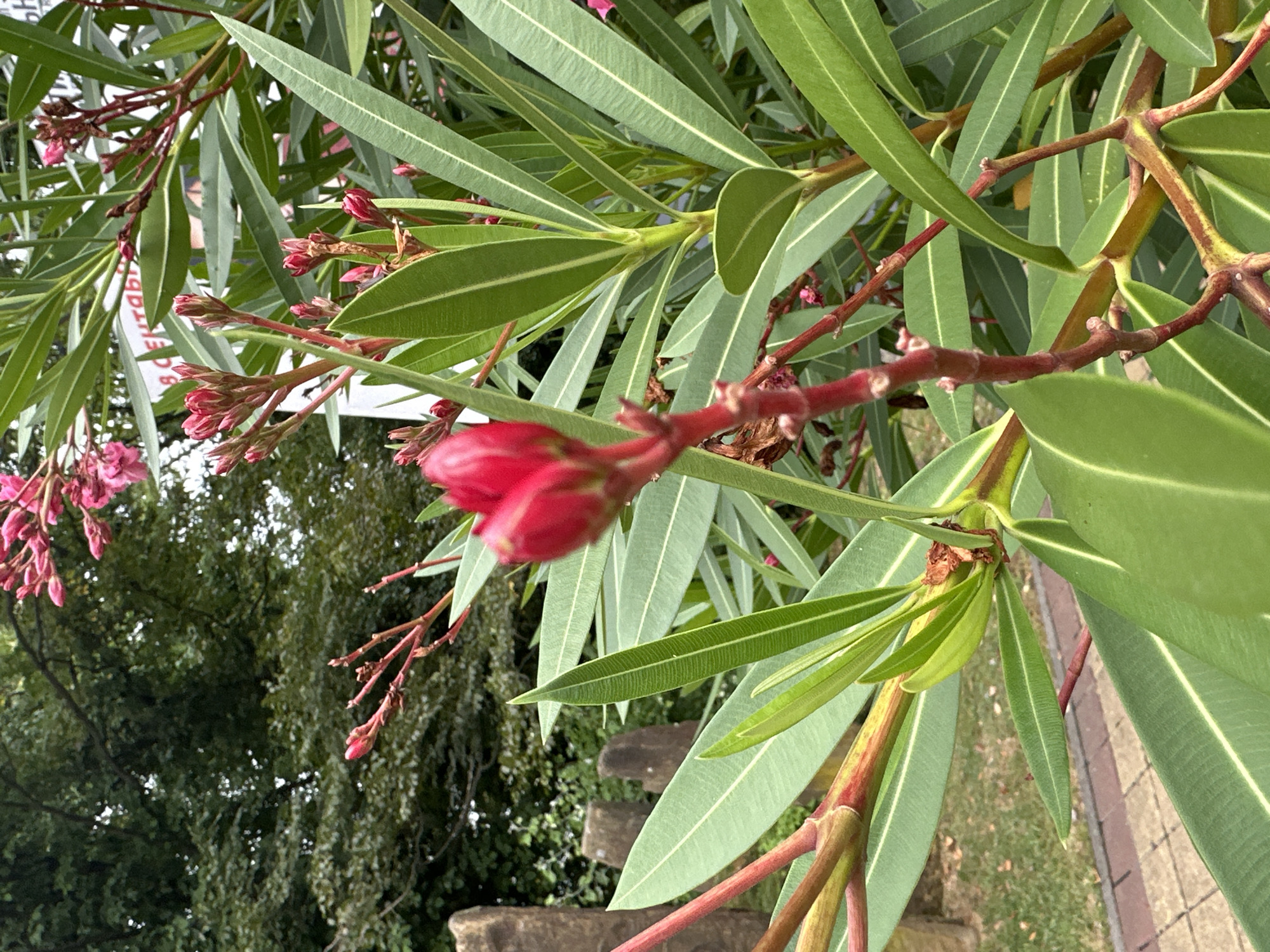 The image displays a close-up view of a flowering plant with vibrant green, lance-shaped leaves and clusters of pink buds. A single, prominent red bud is in focus in the foreground, its delicate petals tightly closed. The plant's stems are reddish-brown and appear to be woody. In the background, out of focus, are hints of trees with lush green foliage, suggesting an outdoor, possibly garden setting. To the left, two weathered stone pillars are visible, and a paved walkway with a geometric pattern can be seen at the bottom of the frame. A portion of a white sign with some text is visible behind the plant, partially obscured. The overall impression is one of a lush, natural environment. The text on the sign, although largely illegible, appears to be in Cyrillic script, and it is possible that the scene is located in Russia, specifically in Sochi, given the context provided.
