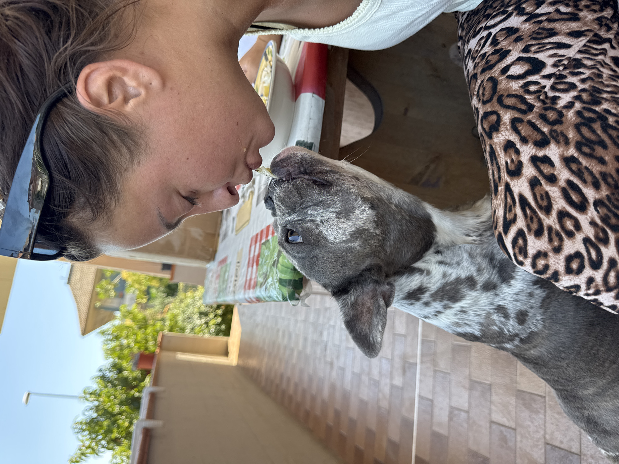 A close-up, eye-level shot captures a woman feeding a French bulldog from her mouth outdoors, on a tiled patio area with a table covered in a red, white, and green patterned cloth. The woman, with dark hair pulled back and wearing sunglasses on her head and a white tank top, is leaning down, her eyes closed, and her lips touching the dog's snout as she offers it a piece of food. The French bulldog, gray with white speckling and a spotted pattern on its neck and back, is looking up at the woman with its mouth open, attempting to take the food. The dog is seated, with its body partially obscured by the woman's leopard-print pants. In the background, green foliage and a building with a pitched roof are visible under a clear blue sky. The location is the outdoor seating area of a home in San Benedetto del Tronto, Italy.