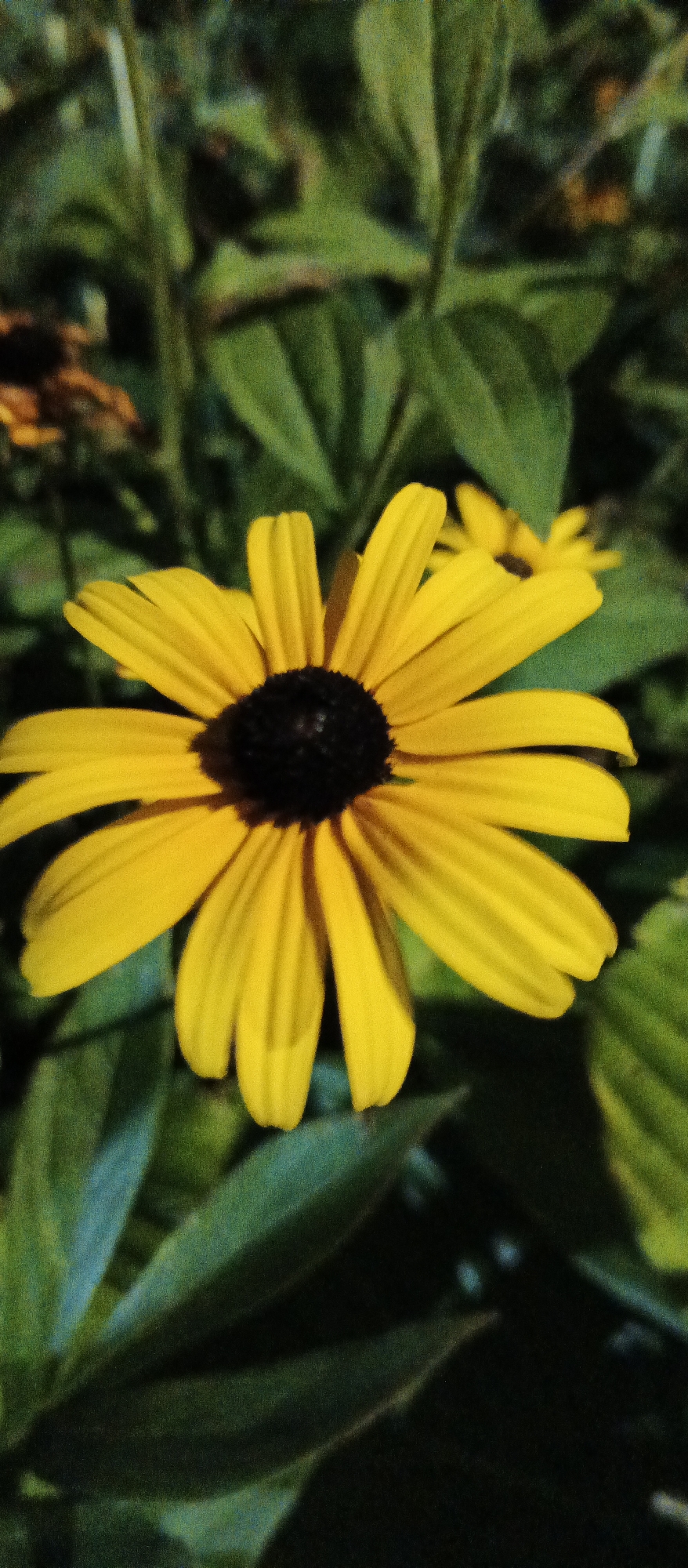 A close-up, vertically oriented photograph shows a yellow coneflower with a dark brown, spiky center. The flower is in the foreground, taking up most of the frame, with its petals radiating outwards. Behind the prominent flower, there are blurred green leaves and the out-of-focus shapes of other flowers, also appearing yellow and possibly coneflowers. The lighting suggests it may be late afternoon or evening, with some shadows present. The scene is outdoors, likely in a garden or natural setting. There is no discernible indication of the city of Mukachevo, Ukraine, or any specific geographical markers in this image.