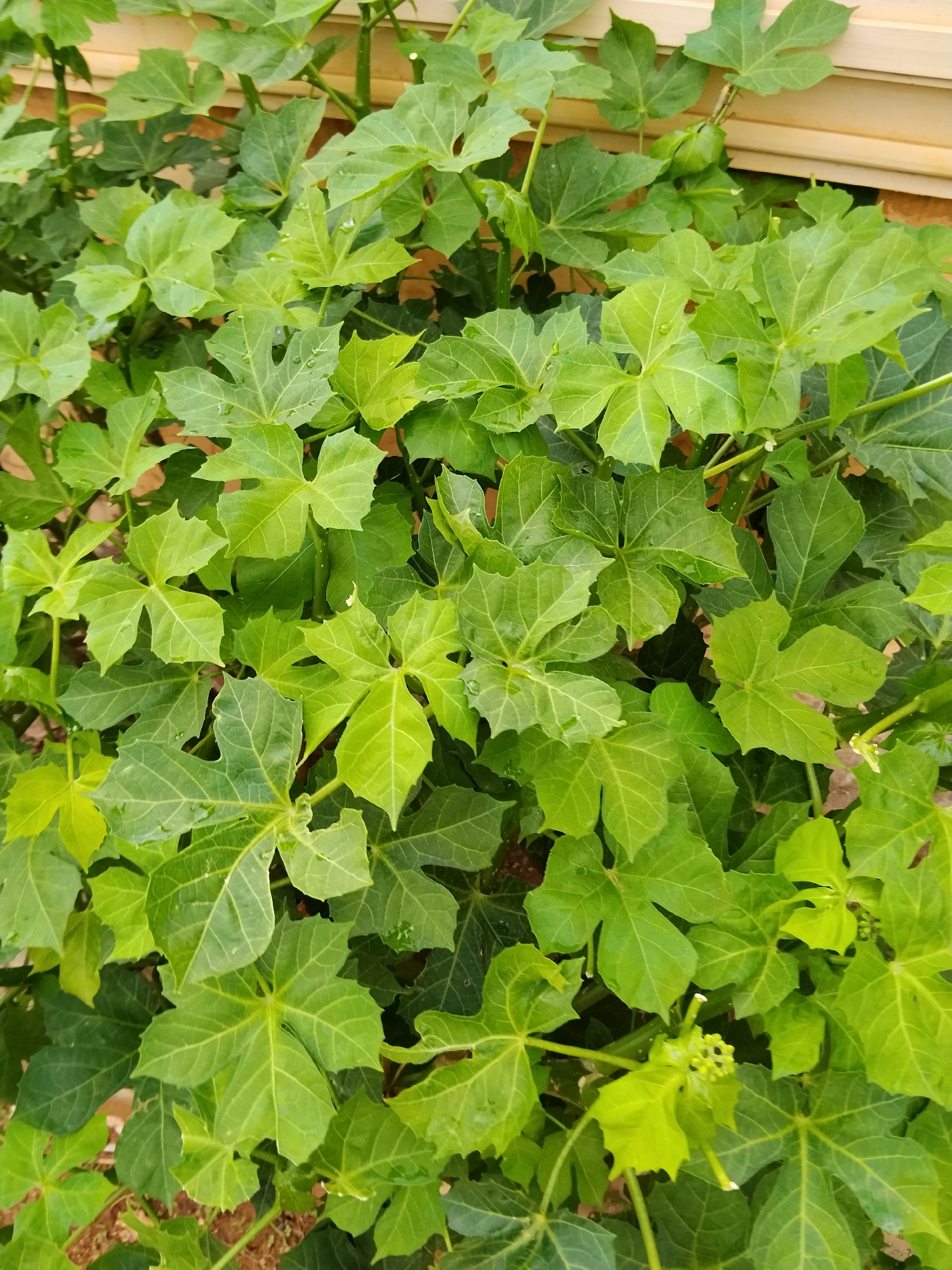 The image shows a close-up view of a plant with large, green, palmate leaves. The leaves have multiple lobes and serrated edges. Some leaves have visible water droplets on them, suggesting recent rain or watering. The plant appears to be growing in an outdoor environment, possibly a garden or yard, with some reddish-brown soil visible at the bottom of the frame. In the background, a light-colored, textured surface, possibly a wall or fence, is visible. The overall scene suggests a lush, healthy plant in a natural or semi-natural setting within Gwarinpa, Nigeria. There are no people or animals in the image.