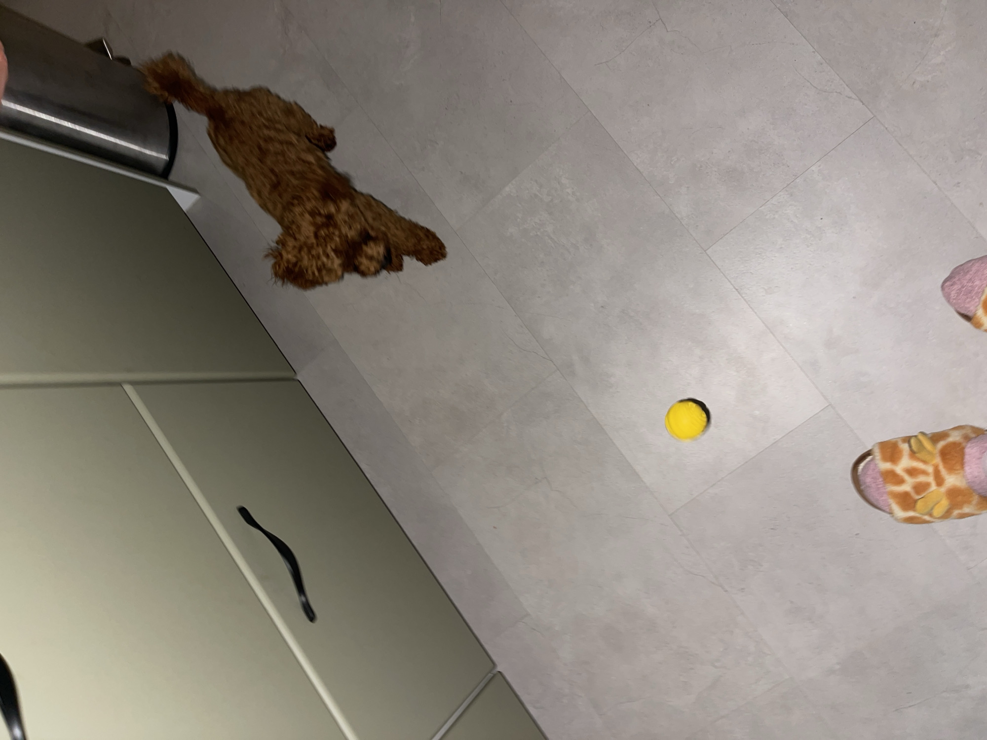 An overhead shot captures an indoor domestic scene, likely a kitchen or living area. A small, reddish-brown, fluffy dog, resembling a poodle or doodle breed, is visible in the upper-left quadrant, appearing blurred due to motion as it moves towards the right. A bright yellow ball rests on the light grey tiled floor in the mid-right portion of the frame, suggesting the dog might be playing with it.
In the bottom-right corner, a person's feet are visible, wearing distinctive giraffe-patterned slippers in shades of brown, orange, and white. To the left of the image, light-colored cabinetry or furniture with dark, curved handles lines the wall. A metallic, possibly stainless steel, object or appliance is partially seen in the top-left corner, above the cabinetry. The floor is covered with light-toned tiles or laminate, exhibiting a somewhat textured or subtly patterned appearance. The lighting suggests an interior setting, possibly under artificial light, with no indications of natural light sources or outdoor weather. There is no visible text in the image.
