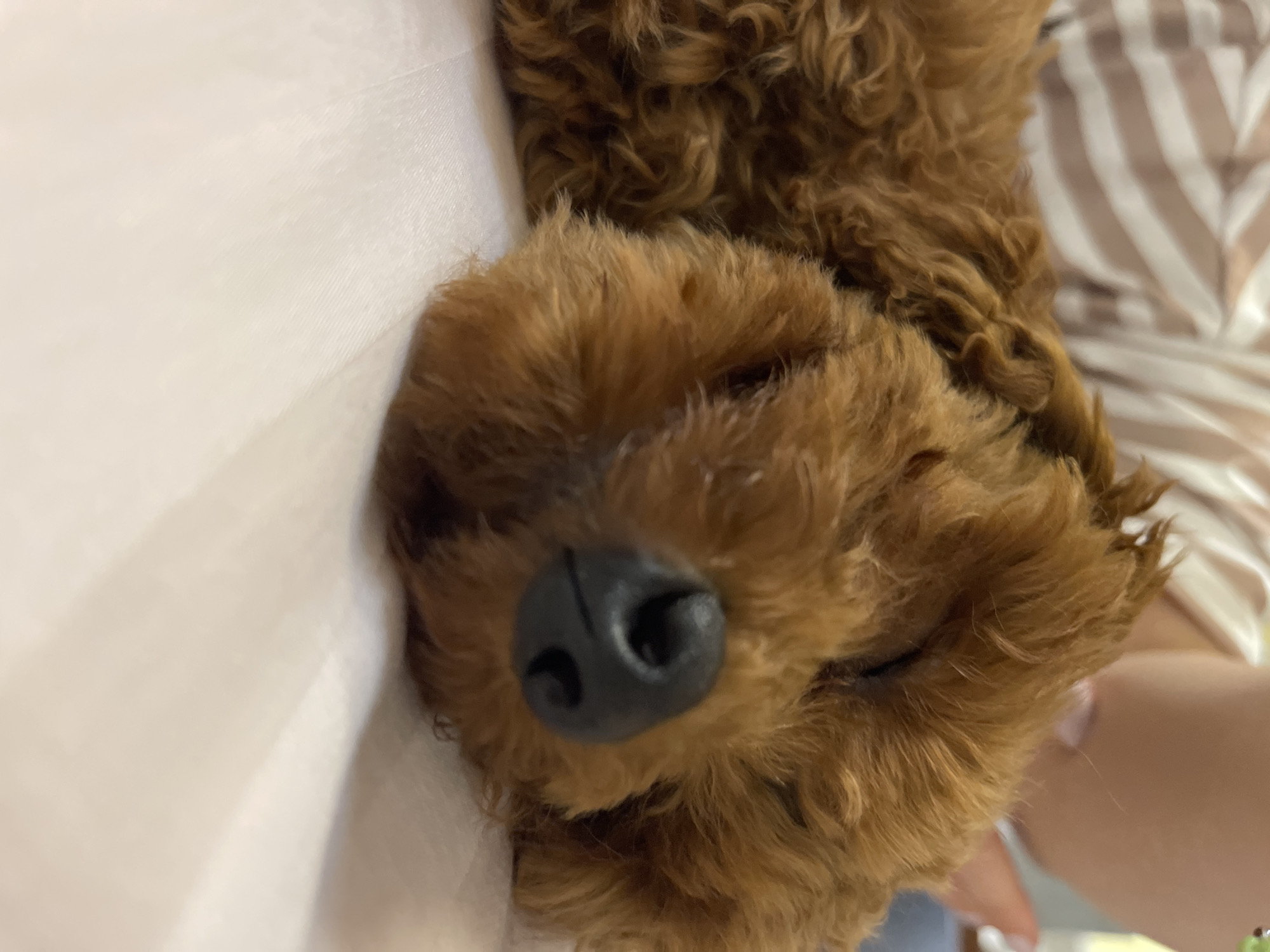 A close-up, high-angle image captures a small, reddish-brown dog, likely a poodle or a similar curly-coated breed, sleeping peacefully indoors. The dog's head is the primary subject, resting with its eyes closed, and its prominent, wet-looking black nose centered in the lower middle of the frame. The dog's dense, curly fur shows variations in tone, indicating depth and texture. It lies on a light-colored, possibly white or cream-colored, textile surface, which displays subtle linear patterns suggesting a bedsheet or blanket. In the blurred background, a light-colored fabric with faint horizontal stripes is visible in the upper left quadrant. To the upper right, a muted skin tone and a small, out-of-focus green element are discernible, suggesting the close presence of a person. There are no identifiable architectural features, street signs, landmarks, or other visual cues within the image to ascertain its specific geographic location within the city of Sofia, Bulgaria.