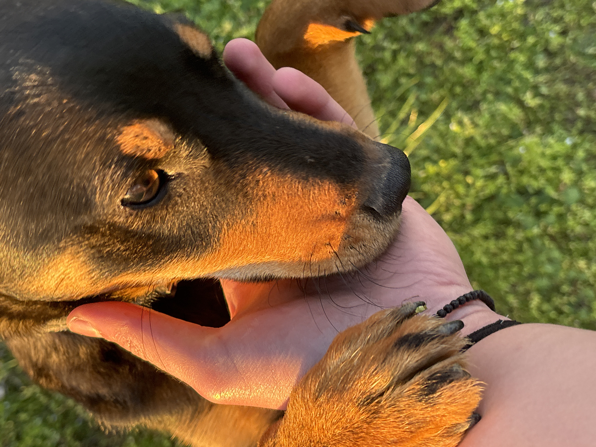 A close-up shot depicts a black and tan dog with its head resting in a light-skinned human hand. The dog's eye is visible and its fur is illuminated with golden light. A paw rests on the person's wrist, where a black beaded bracelet is visible. The background is a blurred green expanse, likely grass or foliage. The location of the image is not discernible from the visible contents of the image, and there is no way to establish that it was taken in Lehchevo, Bulgaria.