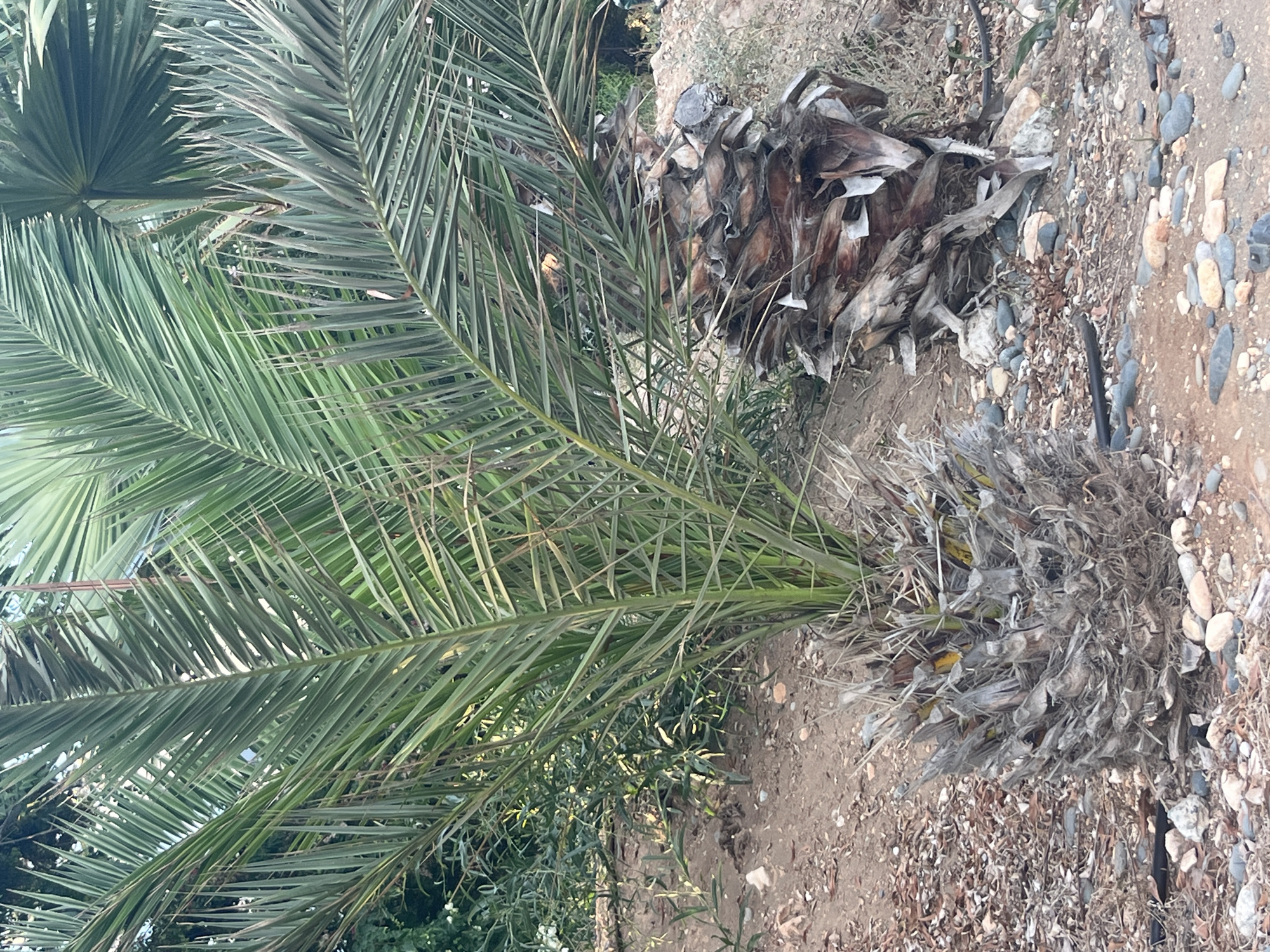 In the city of Agios Tychona Community, Cyprus, an outdoor scene captures a young palm tree with lush green fronds in the foreground, its trunk partially obscured by a base of dry, fibrous material. To the right of the young palm, the substantial, weathered trunk of a larger, older palm tree is visible, its bark composed of layered, fibrous remnants. The ground surrounding the trees is a mix of dry soil, scattered brown leaves, and numerous small, rounded pebbles in various shades of gray, tan, and white. In the background, dense green foliage and shrubs suggest a natural or cultivated garden setting. The lighting indicates a daytime scene, likely under natural sunlight.