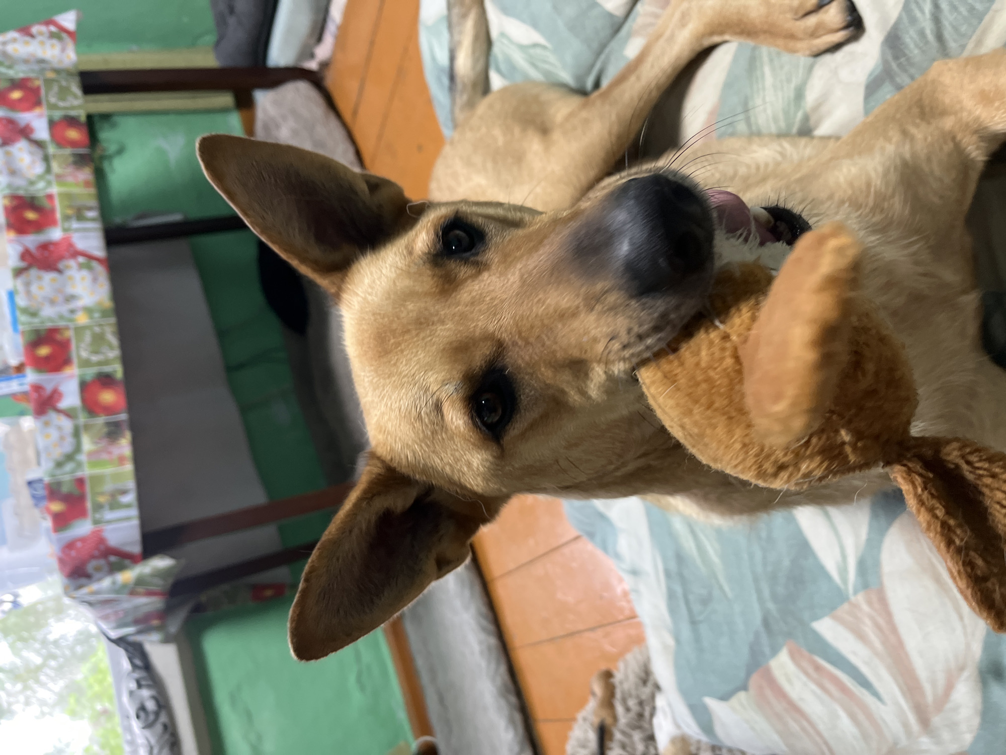 A light brown dog is lying on a patterned blanket and holding a stuffed toy in its mouth. The dog is looking directly at the camera with its ears perked up. The background of the image shows a table covered with a colorful tablecloth, a green wall, and wooden floorboards. The scene appears to be indoors, likely in a home environment. There is no indication of the specific location within Nizhny Tagil, Russia, beyond it being an indoor setting.