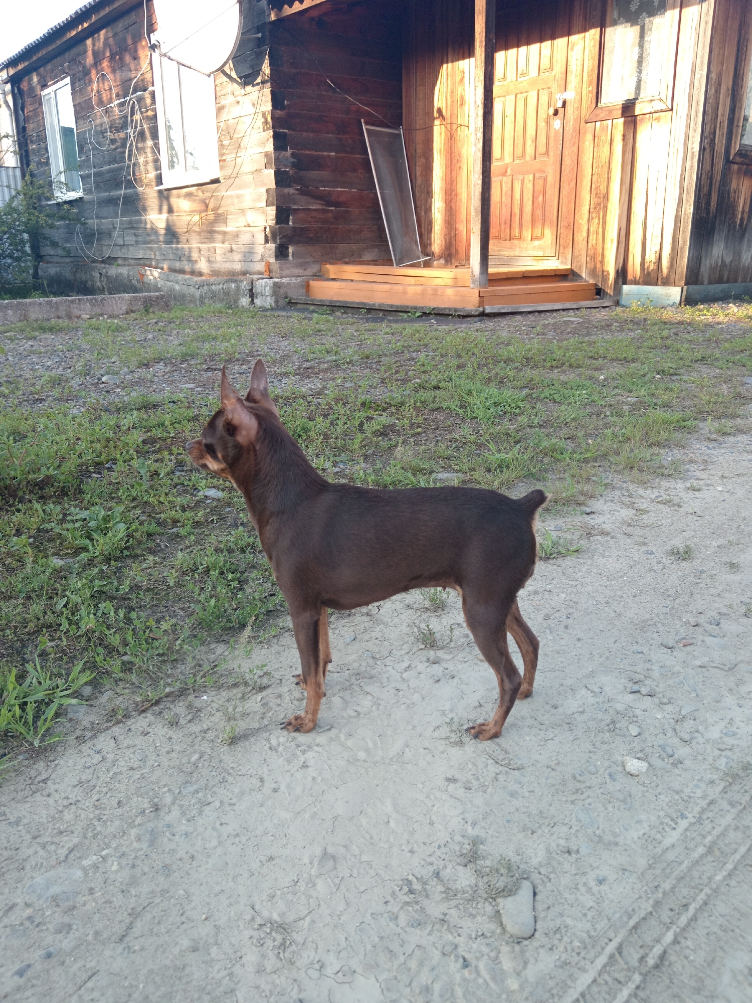 An adult, small, brown dog with erect ears stands facing left on a dirt path. The dog is positioned in the foreground, with the mid-section of its body visible. In the background, a weathered wooden house with a porch and a wooden door is observed. The house has visible siding and two windows, one of which is white-framed. A satellite dish is mounted on the exterior wall of the house. The environment appears to be rural, possibly in Novopokrovka, Russia, with patches of green vegetation and gravel surrounding the dirt path. The lighting suggests it is daytime, with sunlight casting shadows.