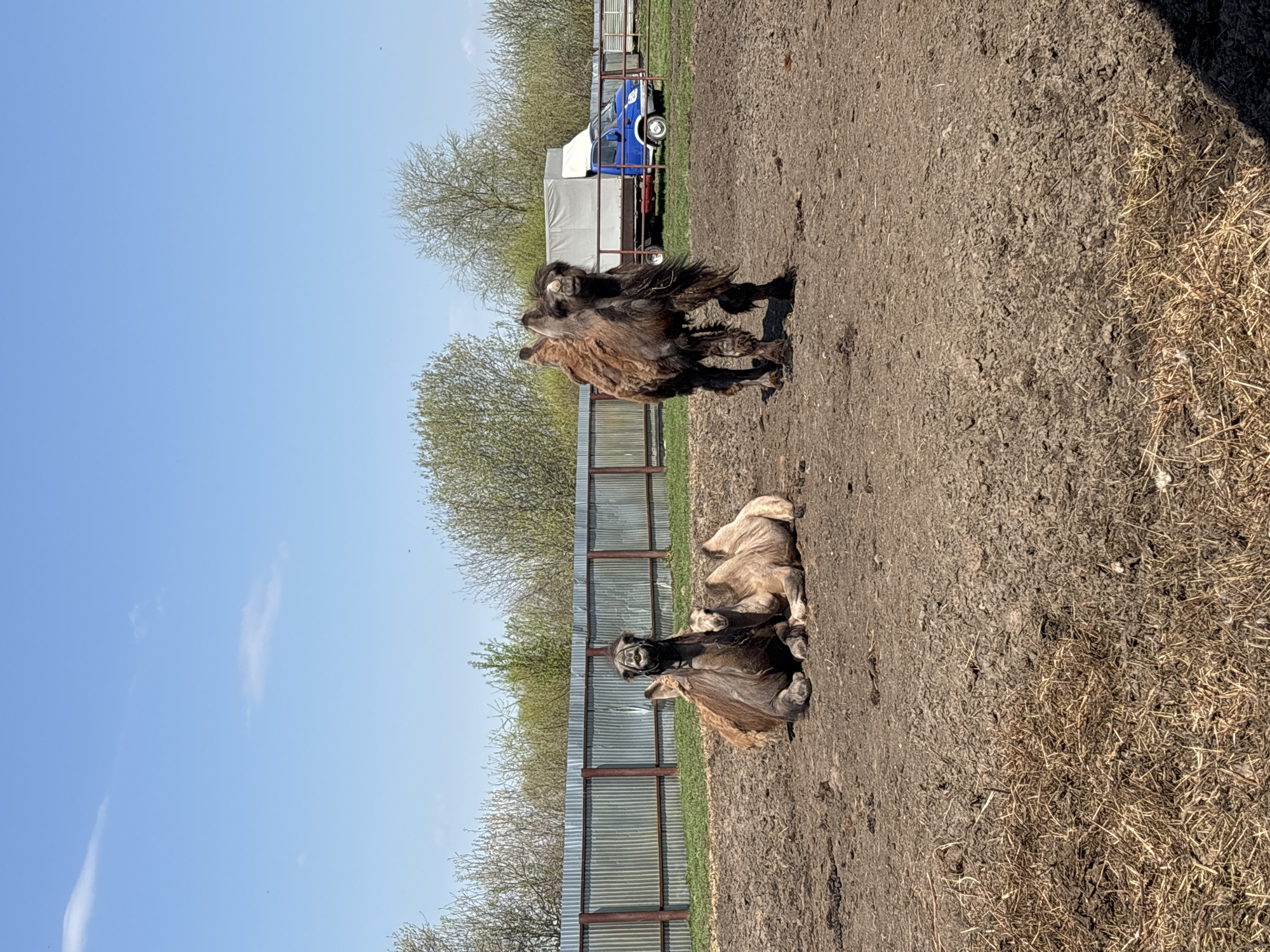 The image shows three Bactrian camels in an enclosure on a sunny day. Two camels are lying down, and one is standing. A corrugated metal fence encloses the camels. Behind the fence are trees, and a blue and white truck is visible in the background. The ground in the enclosure is dirt and straw. This image was taken at the Perm Zoo in Perm, Russia.