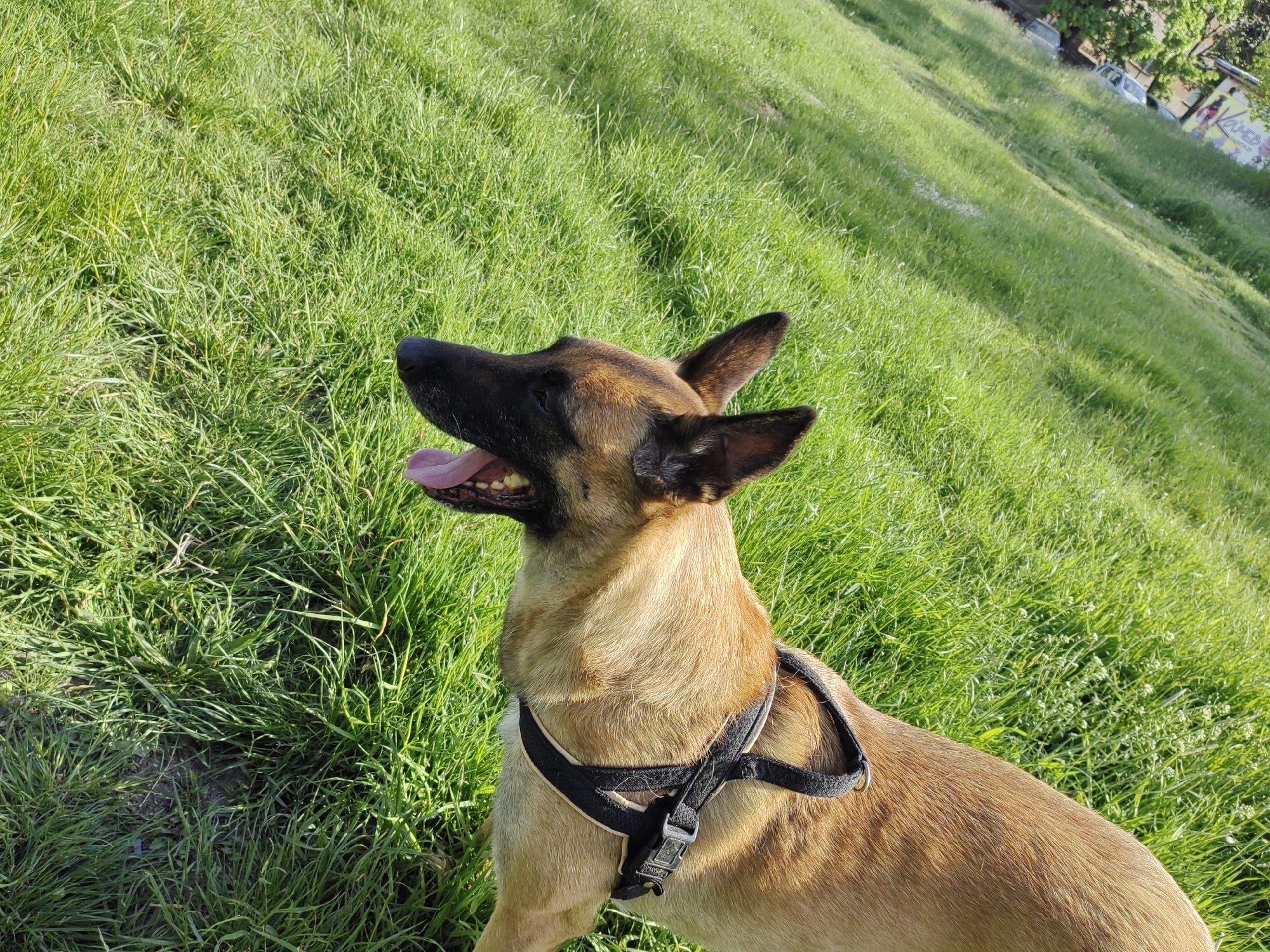 A Belgian Malinois dog with a black harness stands on a grassy slope. The dog is panting with its tongue out. The location is Dobrich, Bulgaria, as indicated by the graffiti art and architectural styles in the background. The sky is clear, and the time of day is daytime. The grass is long and green.