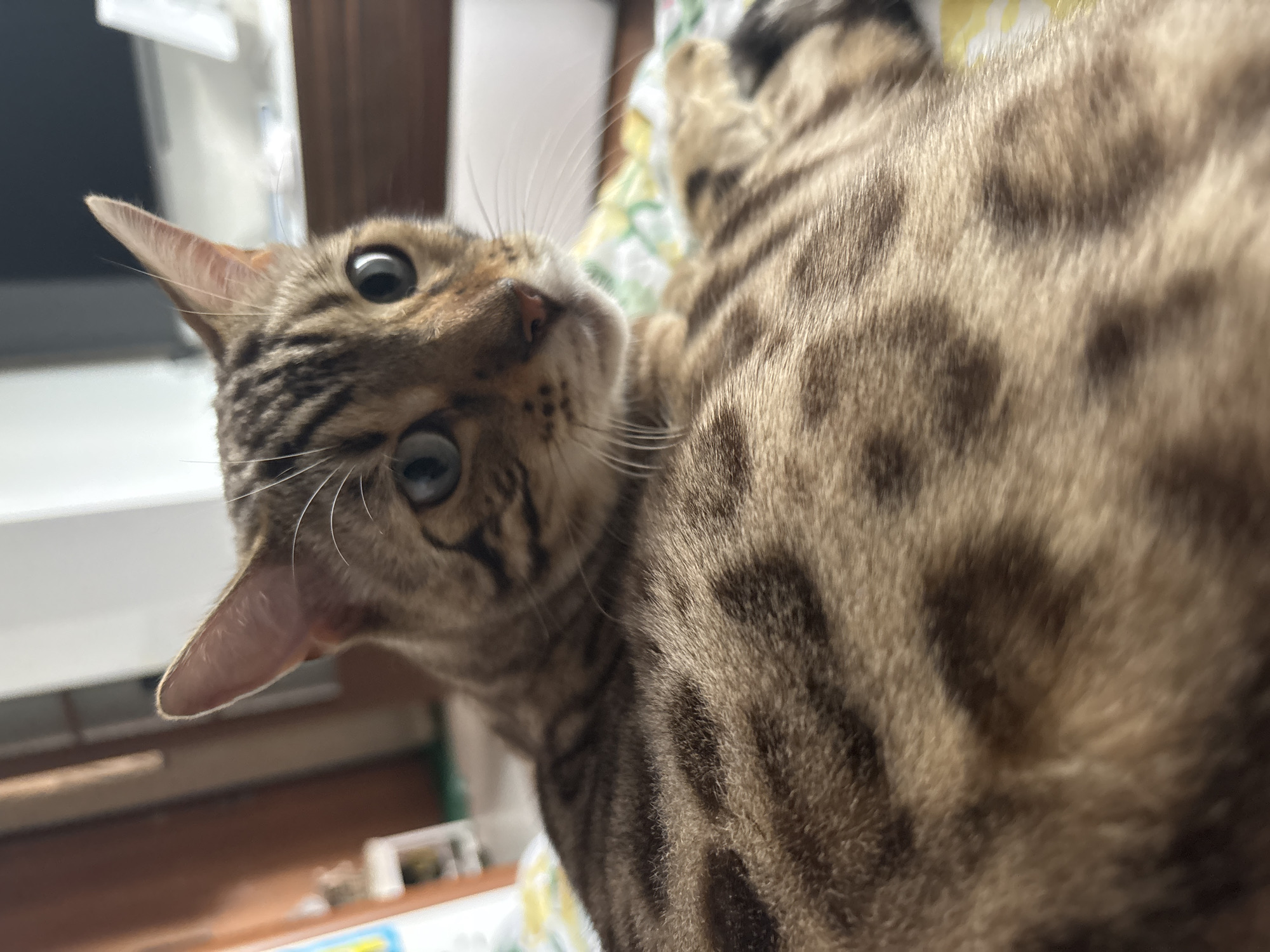 A Bengal cat is lying on a bed with a floral-patterned comforter. The cat has distinctive spotted markings on its fur and blue eyes. The camera is positioned close to the cat, capturing a detailed view of its head and back. The background is out of focus, but suggests an indoor setting with furniture and possibly a television. The overall lighting is dim, creating a soft and intimate atmosphere. The image does not provide any information about the city of Noviy, Russia.