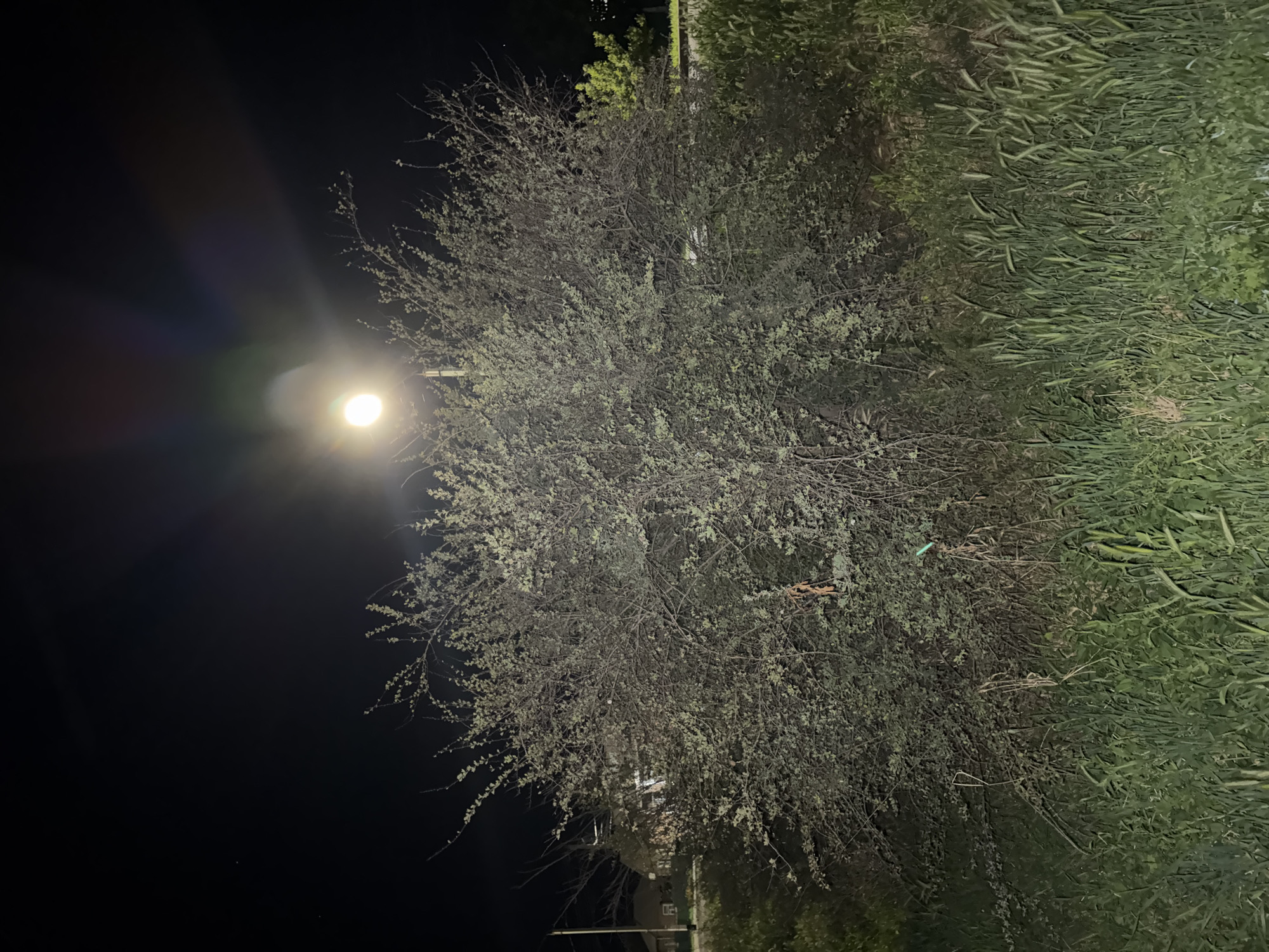 At night, an illuminated street lamp casts light on a dense, overgrown bush and tall grass in Yegorlykskaya, Russia. The bush is full of thin branches and sparse, light-colored leaves. In the background, faint outlines of houses and a utility pole are visible. The scene is dark with the exception of the area illuminated by the street lamp, which also causes lens flare and chromatic aberration in the image.