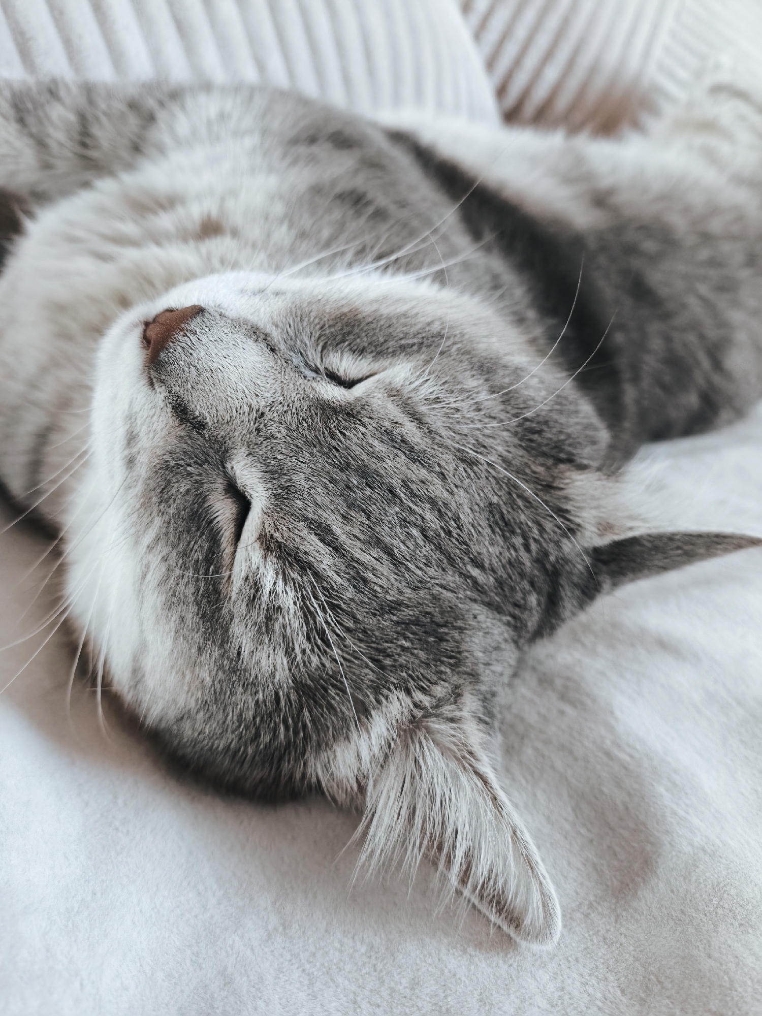 A close-up, overhead shot shows a sleeping grey tabby cat curled on its back. The cat's eyes are closed, and its head is tilted slightly upward, revealing a small, pink nose and a tuft of white fur on its chin. The cat's fur is soft and appears to be a mix of grey and white with faint tabby stripes visible on its face and body. The background consists of a textured, light-colored surface that appears to be a blanket or pillow. The lighting is soft and diffused, creating a peaceful and serene atmosphere. There are no other subjects or objects in the frame. The scene is set indoors, with no indication of a specific city or location.