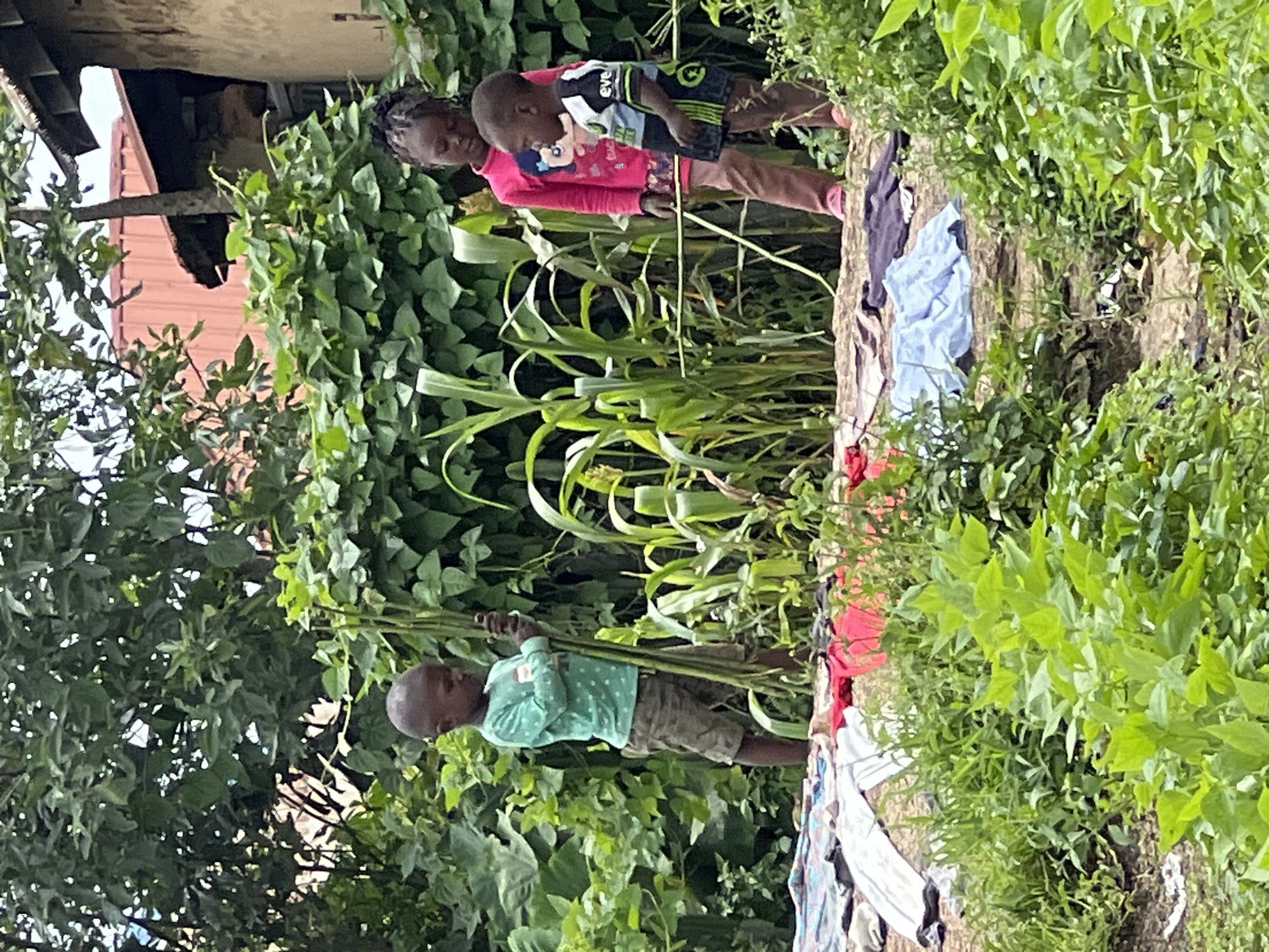 Three young children, two boys and a girl, are in an outdoor setting near a building in Dong, Nigeria. The boy on the left, wearing a green polka-dot long-sleeved shirt and camouflage shorts, stands holding a bundle of tall green stalks. The girl, in a bright pink shirt with a cartoon graphic and brown pants, stands to his right, looking down. A younger boy in a black and blue shirt and shorts stands between the girl and the foreground. Various items of clothing are spread out on the ground in front of them, including a blue shirt, a dark garment, and some white fabric. In the background, dense green foliage, including corn stalks, is visible, along with parts of a building with a reddish-brown roof. The overall scene appears to be a residential or rural area.