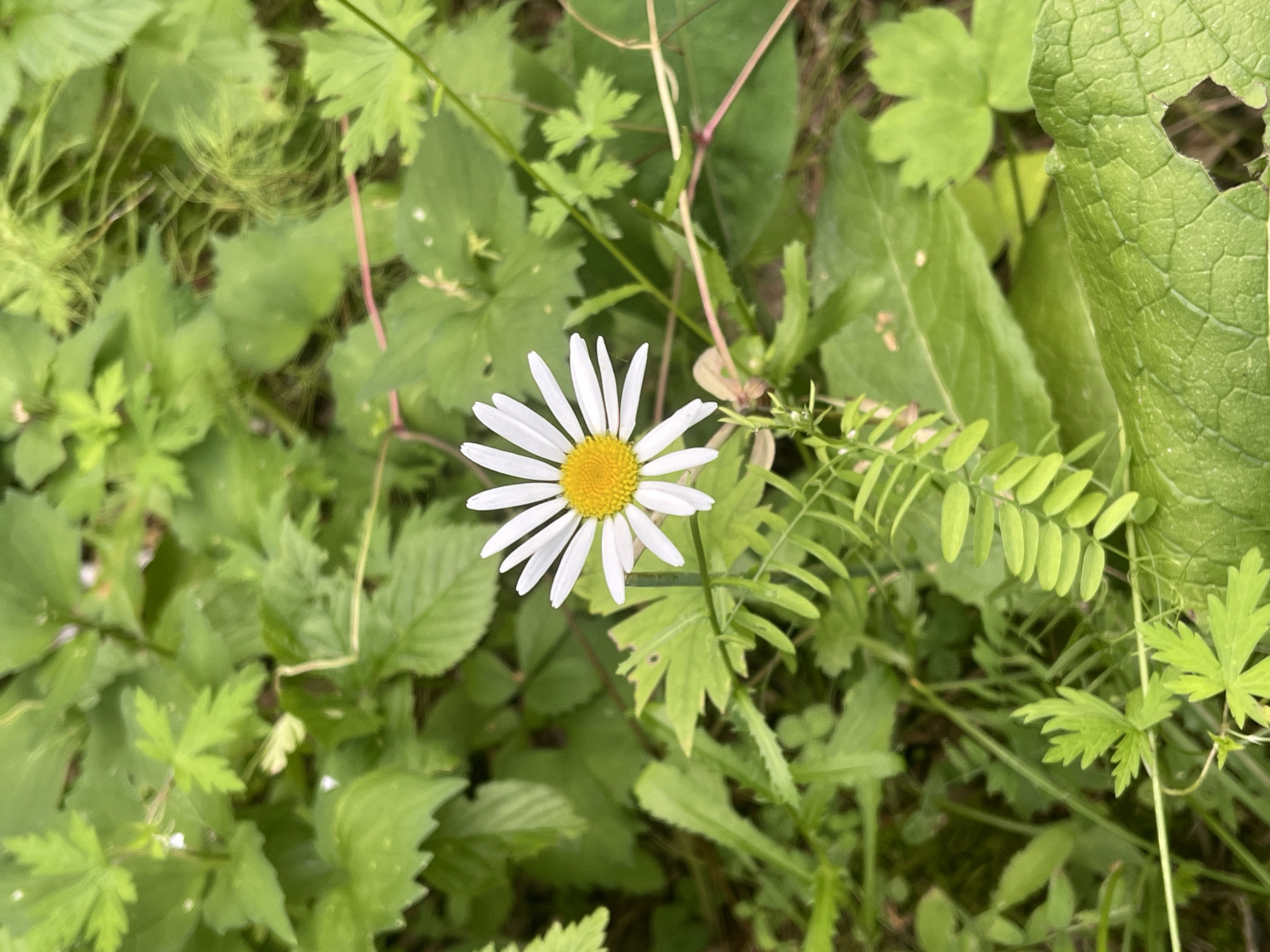 A single white daisy with a yellow center is in full bloom, surrounded by a dense arrangement of various green leaves and stems. The daisy is positioned slightly to the left of the frame's center, its petals fanning out. The background consists of a variety of foliage, with some leaves exhibiting a rough texture and visible veins, while others are smooth and lobed. A thin, reddish stem can be seen extending diagonally across the image, weaving through the greenery. The overall setting appears to be a natural outdoor environment, likely a park, garden, or wild growth area within the city of Krasnoyarsk, Russia, given the context of the request. There are no people or discernible human activity present in the image.