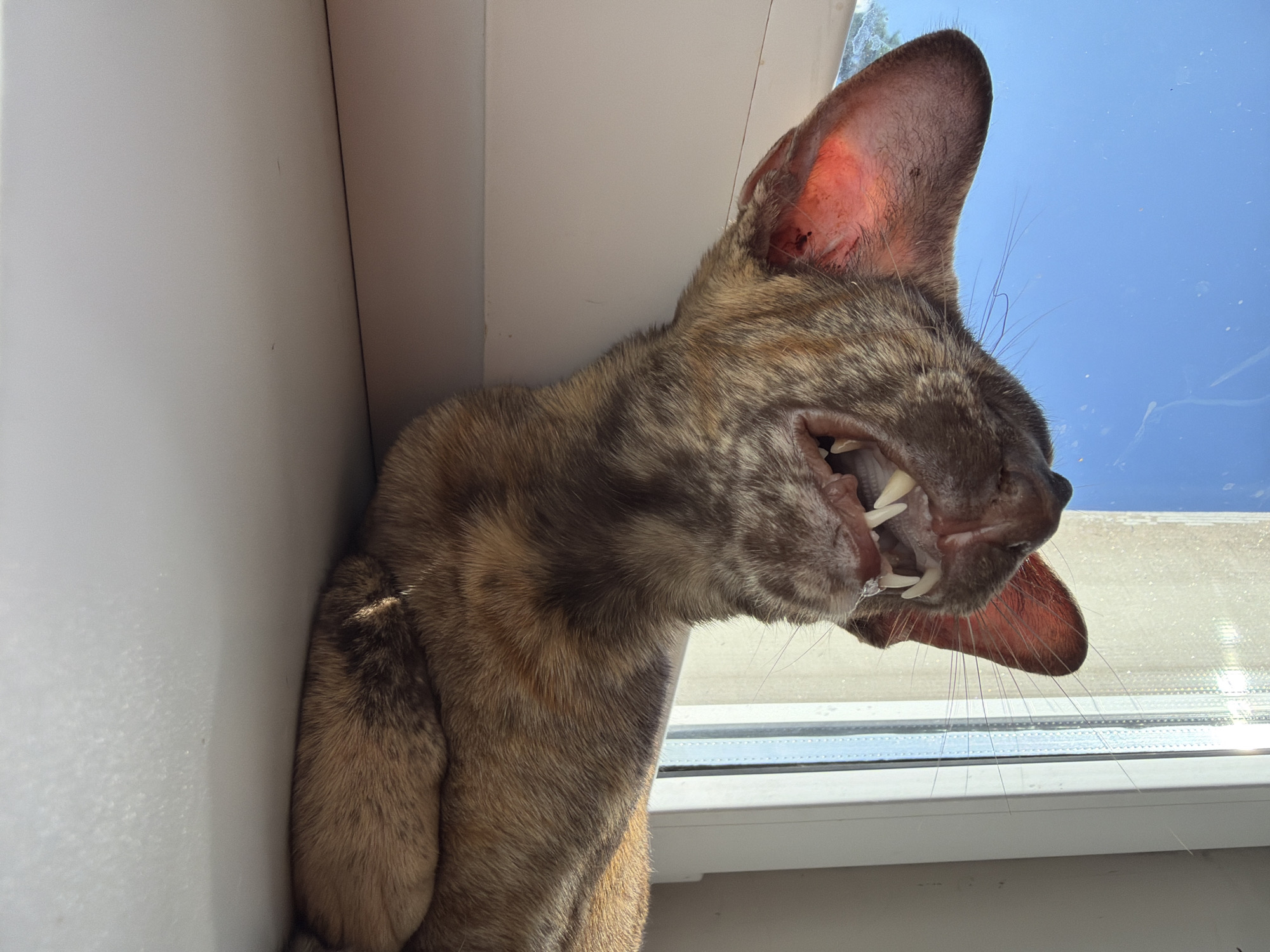A close-up, eye-level shot captures an Oriental Shorthair cat with a tortoiseshell coat lying on a windowsill. The cat's mouth is wide open, revealing sharp teeth and a pink tongue. Its large ears, with prominent blood vessels visible through the translucent skin, are splayed outwards. The cat is positioned against a bright blue sky and a sunlit window with a textured glass pattern, suggesting it is daytime. The windowsill itself is a light-colored, flat surface. The image is taken from a low angle, emphasizing the cat's facial features and its interaction with the environment. The overall scene suggests a moment of intense expression or a wide yawn from the cat.