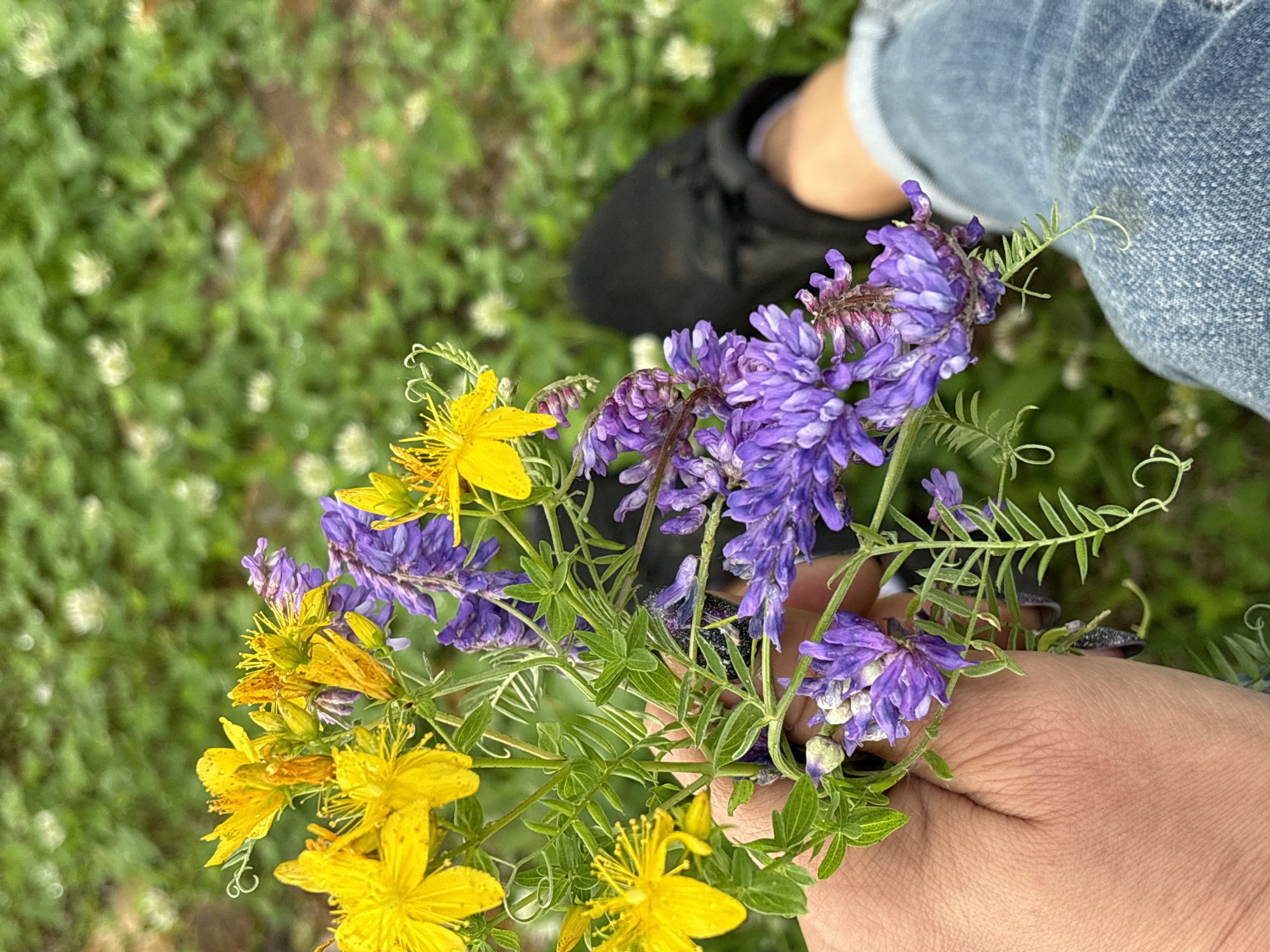 In a close-up, over-the-shoulder shot, a person's hand gently holds a small bouquet of wildflowers. The flowers are a vibrant mix of bright yellow St. John's Wort and clusters of small purple blossoms, possibly Vetch. The person is wearing blue denim jeans and black shoes, with a glimpse of their legs visible in the background, suggesting they are outdoors. The ground is covered in green grass and small white flowers, indicating a natural, possibly meadow-like setting. The lighting appears soft and diffused, suggesting it might be an overcast day or late afternoon. The focus is sharp on the flowers and the hand, with the background softly blurred. The overall impression is one of simple enjoyment of nature, perhaps picking wildflowers. No text is visible in the image. The location context provided is Chaikovsky, Russia.