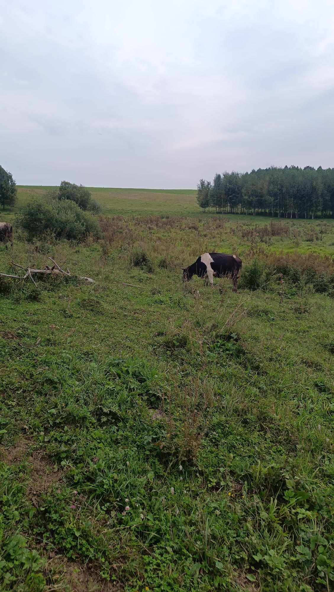 The image depicts a rural landscape under an overcast sky. In the foreground, a field of green grass and wildflowers is visible, with a dead tree branch lying on the ground. Two cows are present in the field; one is grazing further back on the left, and another, a black and white cow, is grazing closer to the center-right of the frame. In the background, a line of trees runs horizontally across the image, with a rolling green field extending beyond them. The scene appears to be a pasture in a rural area, likely in or around the city of Karsha, Russia, given the context provided.