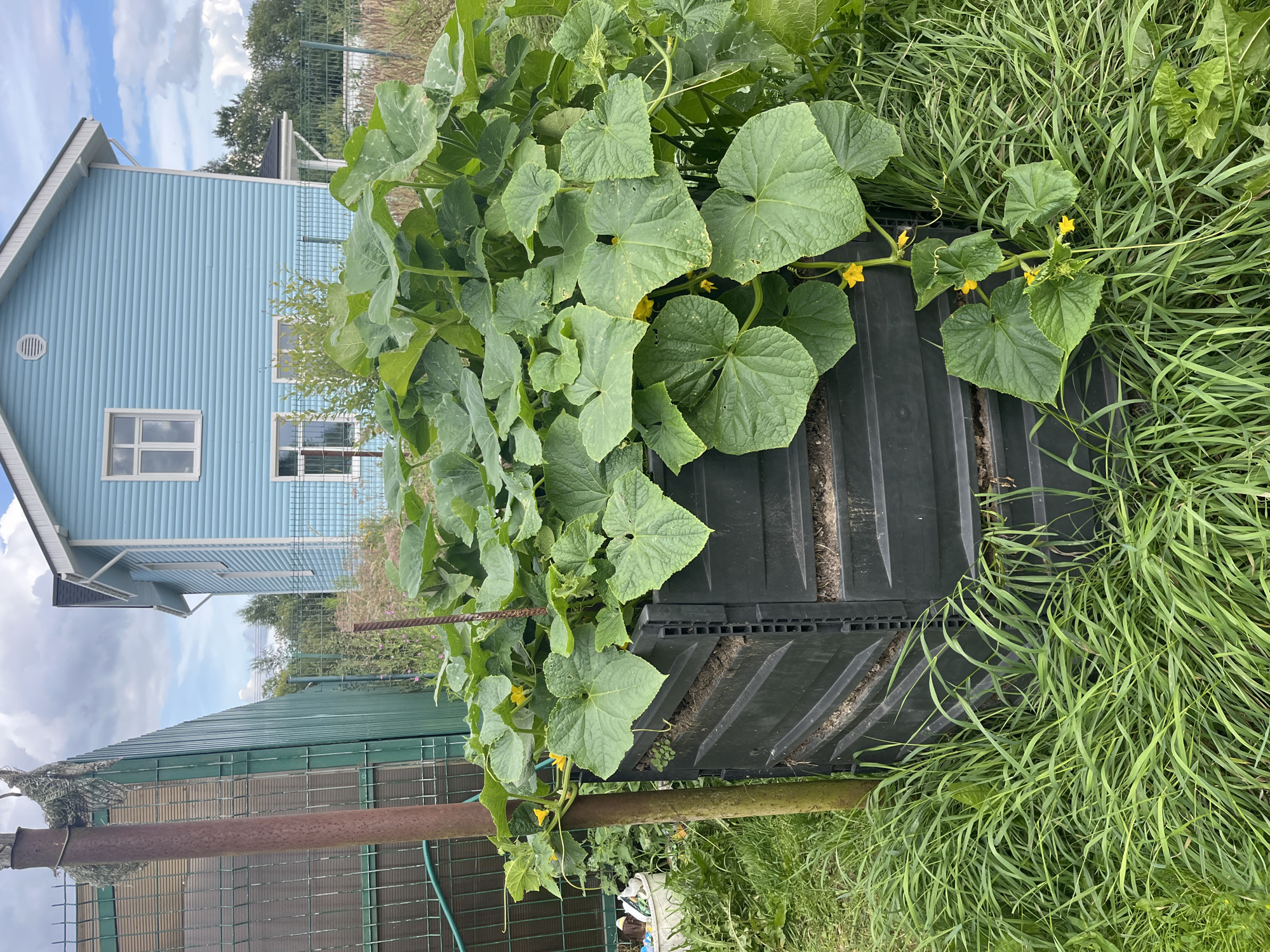 In Vladimirovka, Russia, a black compost bin stands in a yard, overgrown with lush green cucumber plants bearing yellow flowers. A rusty metal pole, partially covered by netting, is positioned to the left of the compost bin, leaning against a green fence. Behind the fence, a blue two-story house with white trim and windows is visible. The yard is filled with tall green grass, suggesting a rural or suburban setting. The sky above is cloudy with patches of blue.