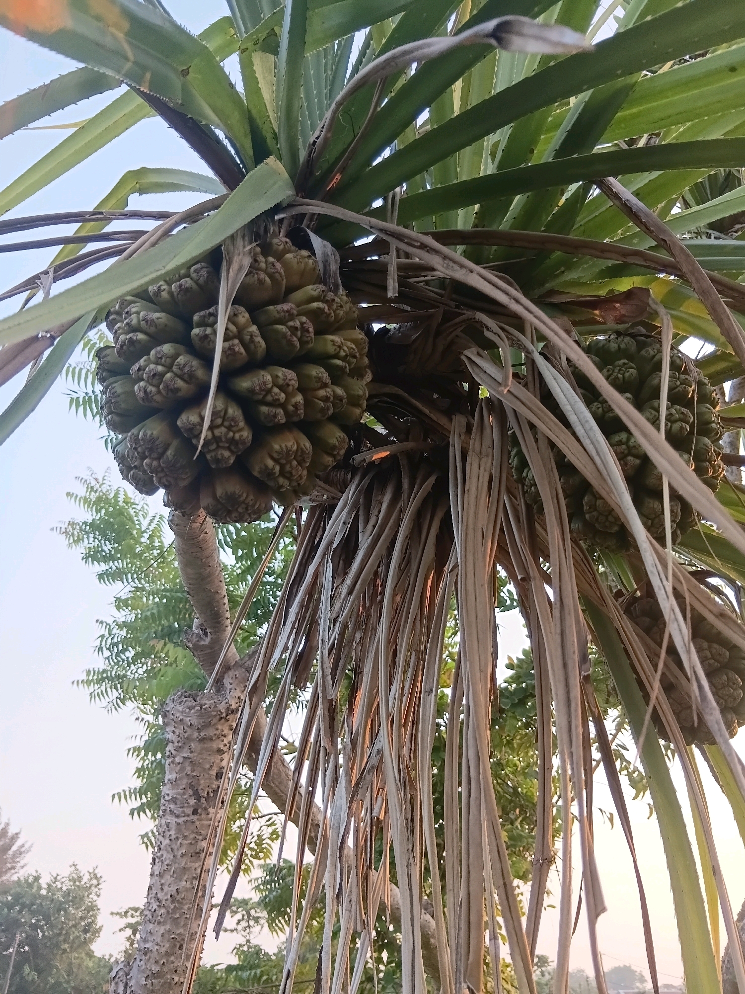 A low-angle medium shot captures a cluster of green pandanus fruits hanging from a pandanus tree, their segmented, pineapple-like appearance evident. Long, dry, brown leaves of the pandanus droop downwards, framing the fruits. In the background, a tree trunk with a rough, spiky texture stands prominently, and further beyond, the leaves of other trees are visible against a pale, hazy sky, suggesting an outdoor environment, possibly in Cikal, Indonesia, given the context of the location. The lighting indicates it might be late afternoon or early morning due to the soft, diffused sunlight. There are no people or animals visible in the frame.