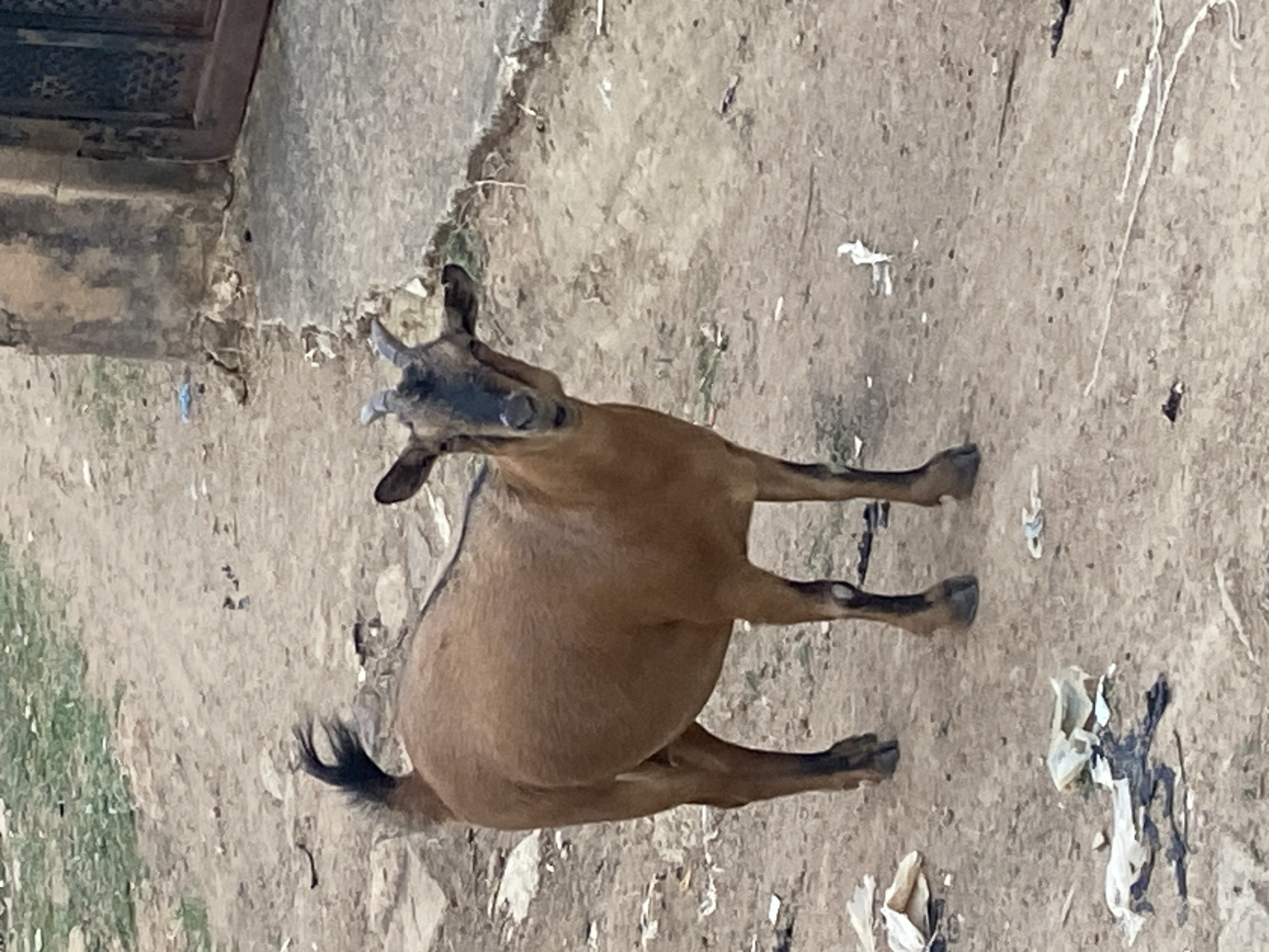A brown goat stands on dusty, uneven ground. The goat has a sturdy build, short, light-colored horns, and a darker muzzle and face. Its body is oriented towards the right side of the frame, while its head is turned and tilted upwards, looking towards the left. Its tail is visible, black and bushy. The goat appears to be an adult, and its belly is notably rounded, possibly indicating pregnancy.
The setting is an outdoor, unpaved area. The ground is predominantly dry earth and dust, with sparse patches of green grass visible towards the bottom left. Scattered across the ground are various pieces of debris, including white and grey scraps of paper or plastic. Along the left edge of the image, there is a weathered, possibly concrete or stone, structure resembling a building wall or foundation. The scene is illuminated by natural light, suggesting it is daytime. No specific activity beyond the goat standing and looking is captured. There is no visible text in the image. The location cues, such as the dusty ground and type of structure, are consistent with an outdoor scene in a place like Barakin Akawo, Nigeria.