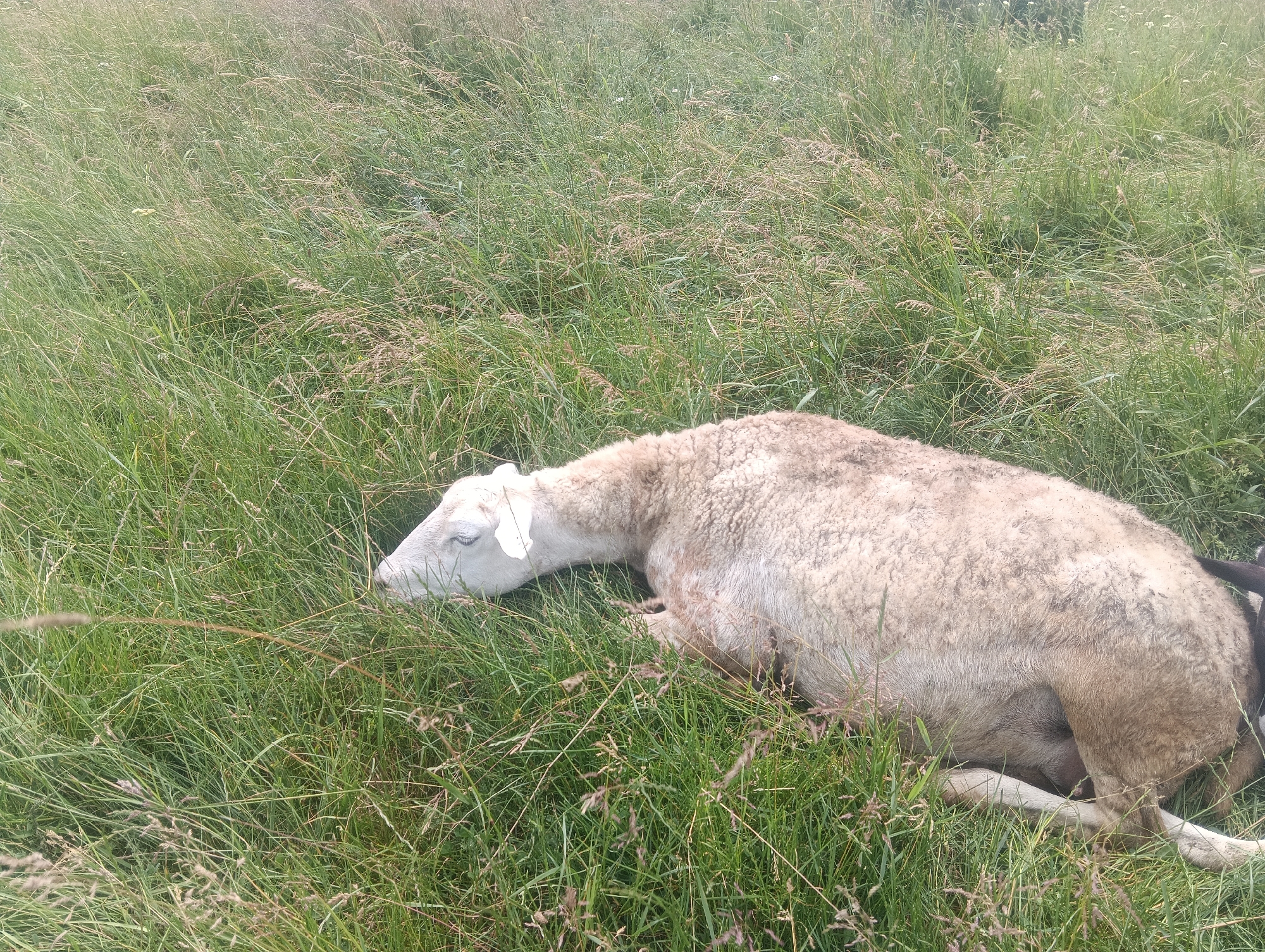 A deceased sheep lies on its side in a grassy field. The sheep's wool is light brown and appears matted. Its head is turned to the left, with its eyes closed. The sheep is lying in tall green grass, which is partially obscuring its body. The background is a blur of green and brown, indicating a natural, outdoor environment. There are no visible signs of human presence or activity in the image. The location is described as Unknown, Unknown.