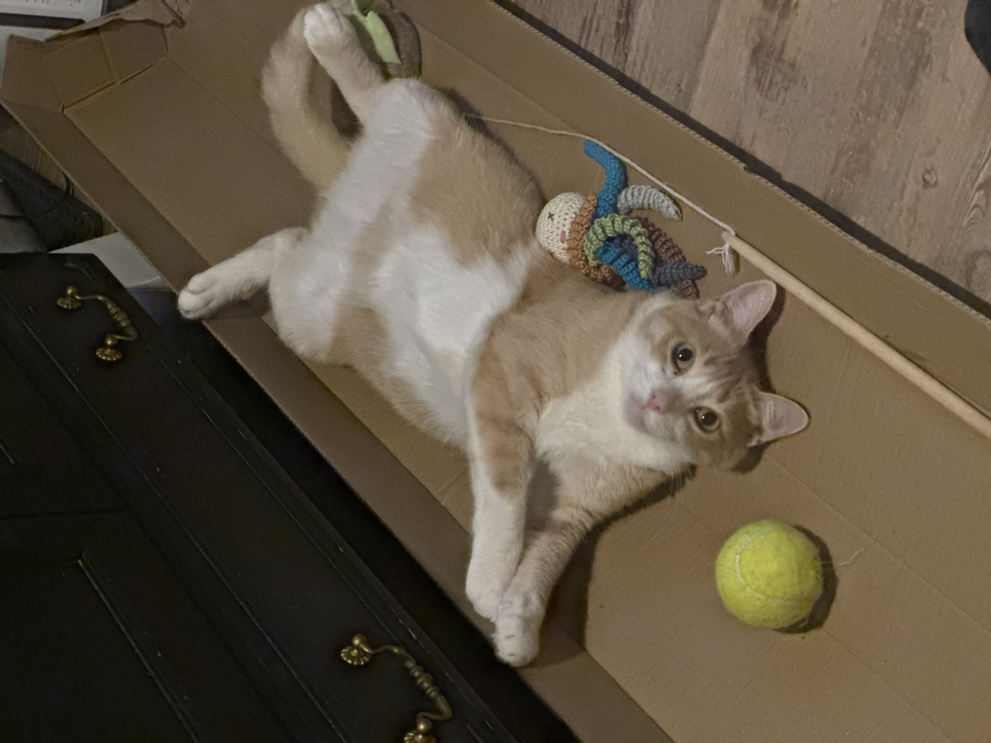 A ginger and white cat is lying on its back in a cardboard box. The cat is in the center of the frame, with its paws extended upwards. To the left of the cat is a tennis ball. To the right of the cat is a small crocheted octopus toy. The box is placed on a wooden floor, and in the background, there is a dark piece of furniture with gold handles. The image appears to have been taken indoors, possibly in a residence. There is no indication of the location being in Wattrelos, France.