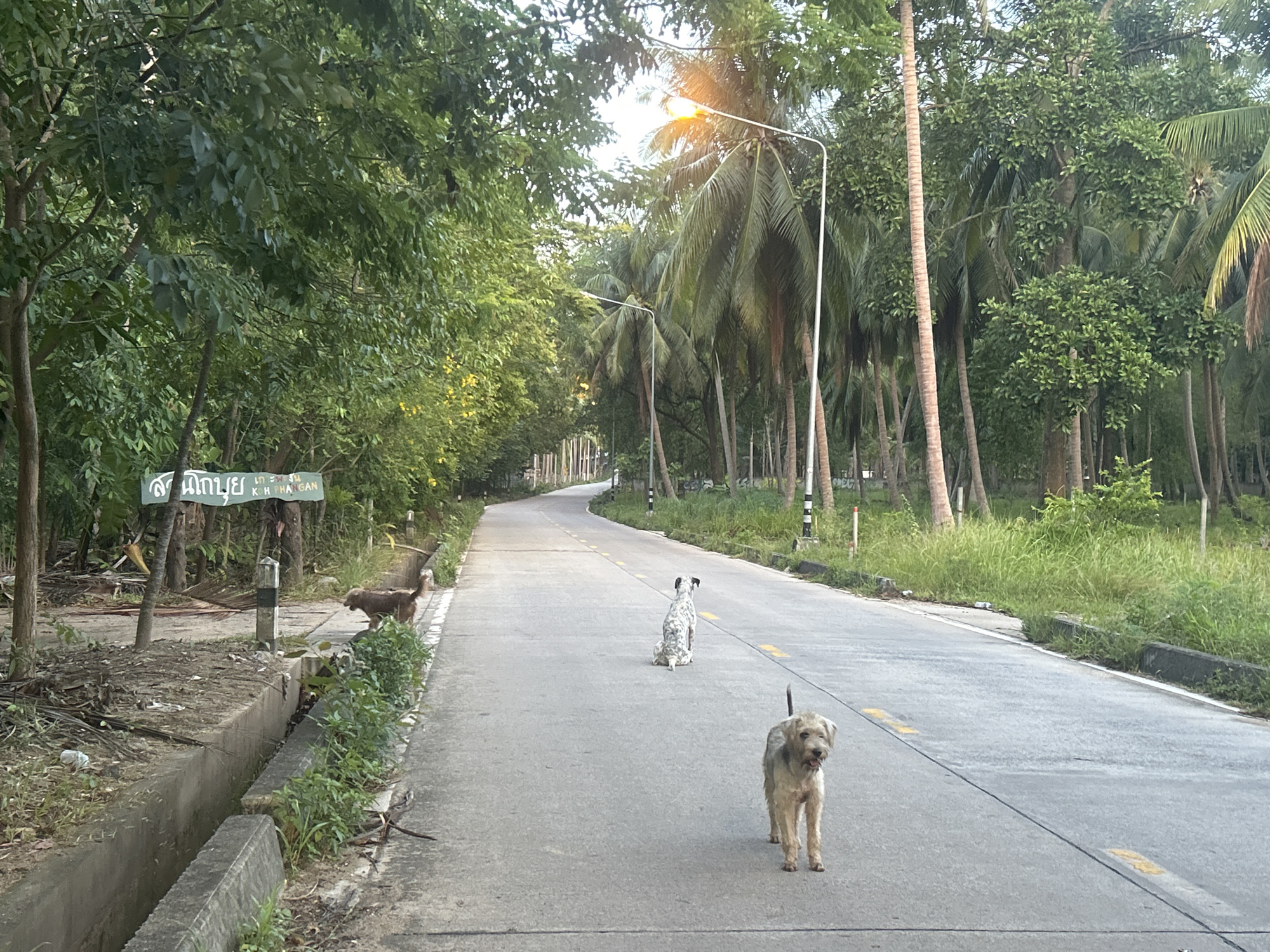 In the Ko Pha-ngan District, Thailand, a paved road curves through a tropical environment with lush green trees and palm trees lining both sides. The road is marked with yellow dashed lines. In the foreground, a scruffy, light-colored dog stands facing the camera, a leash attached to its collar. Further down the road, a white and black spotted dog sits facing away. In the far distance, a dark-colored dog can be seen walking on the left side of the road. A green sign with Thai script and English text "KOH PHANGAN" is visible on the left side of the road, near a drainage ditch. Streetlights are also present along the road. The overall scene depicts a natural, semi-rural setting with animals present on a road.