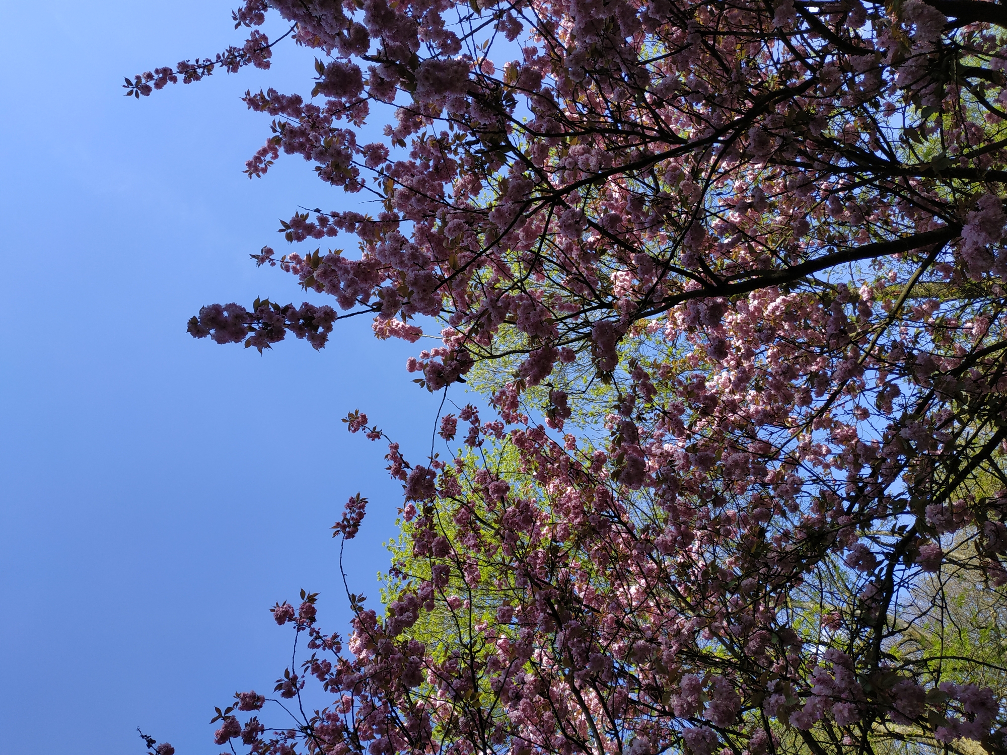 The image captures a view looking up into flowering trees, likely cherry blossoms, against a bright blue sky. The pink blossoms are densely packed on the branches, creating a vibrant contrast with the blue sky. Some green leaves are also visible, indicating the presence of other trees in the background. Considering the location of Dortmund, Germany, this scene may be captured in a park or garden. There are no people visible in the image. The focus is on the natural beauty of the trees in bloom.