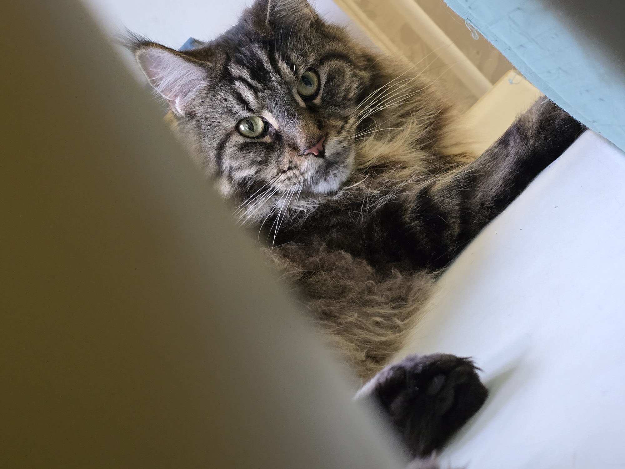 A close-up, low-angle shot captures a long-haired tabby cat with green eyes peering down from an elevated position. The cat's fur is a mix of brown, black, and gray stripes, with a lighter mane around its face. Its right paw, with dark fur and visible claws, rests on a white surface in the foreground, while its left paw is out of frame. The cat's gaze is directed slightly to the left of the camera, its expression alert. The background consists of a blurred light brown wall and a hint of a light blue fabric or surface on the right. The lighting suggests an indoor environment, possibly a home, with a soft, diffused light source. There is no information available about this image's location in Krasnoyarsk, Russia.