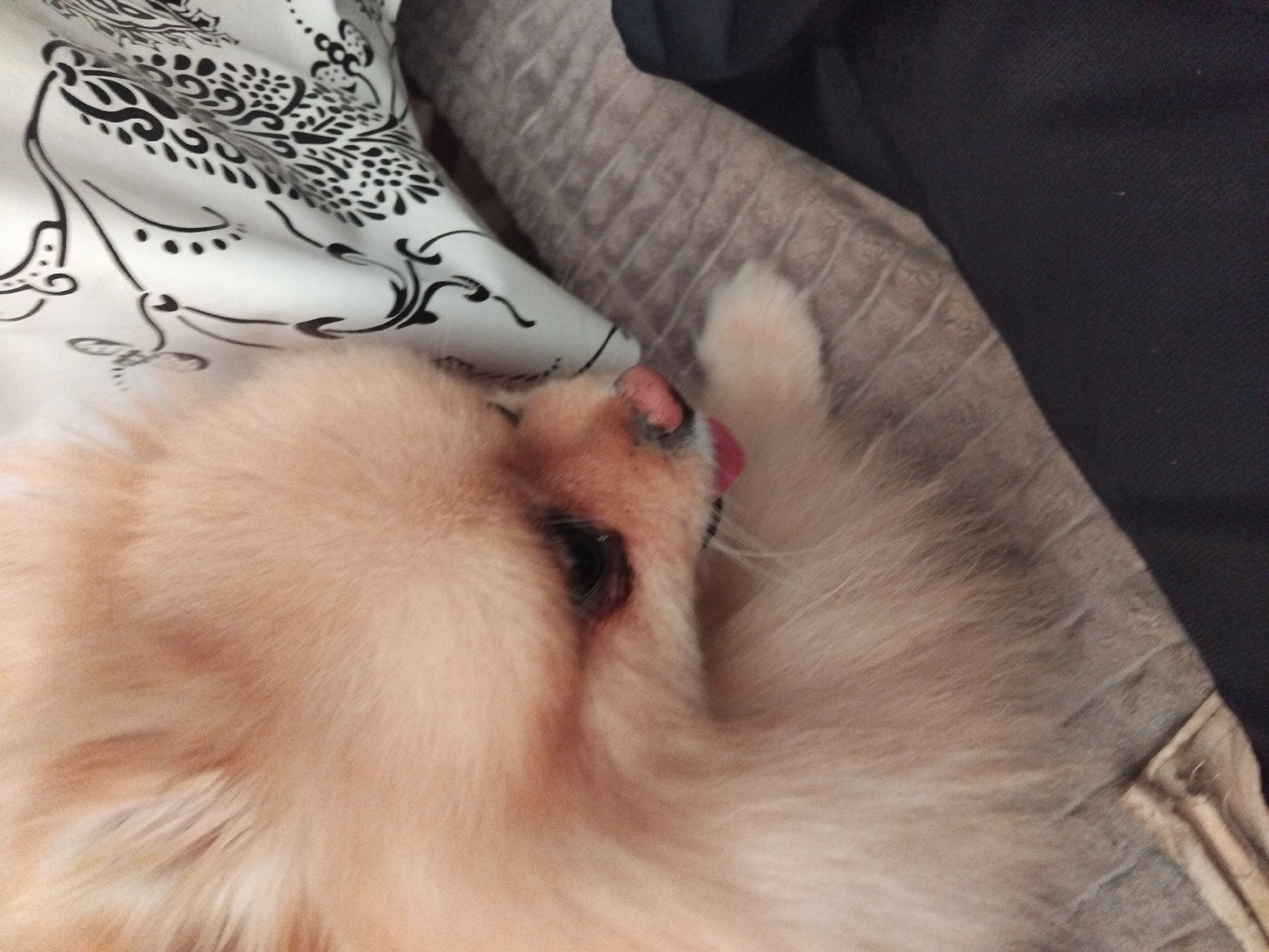 The image shows a close-up of a light-colored dog, possibly a Pomeranian, lying down on a textured surface. The dog's fur is fluffy and light orange. Its eyes are closed, and its tongue is sticking out slightly. To the left of the dog, there is a piece of fabric with a black and white pattern. The patterned fabric appears to be a duvet cover or similar bedding with an intricate, possibly floral or paisley design. The dog is resting on a brown, textured surface, which could be a blanket or upholstery. A dark fabric, possibly clothing or another blanket, is visible in the upper right corner of the image. The lighting suggests it's daytime indoors. The dog appears relaxed and comfortable. There is no visible text in the image. The scene is domestic and peaceful.
