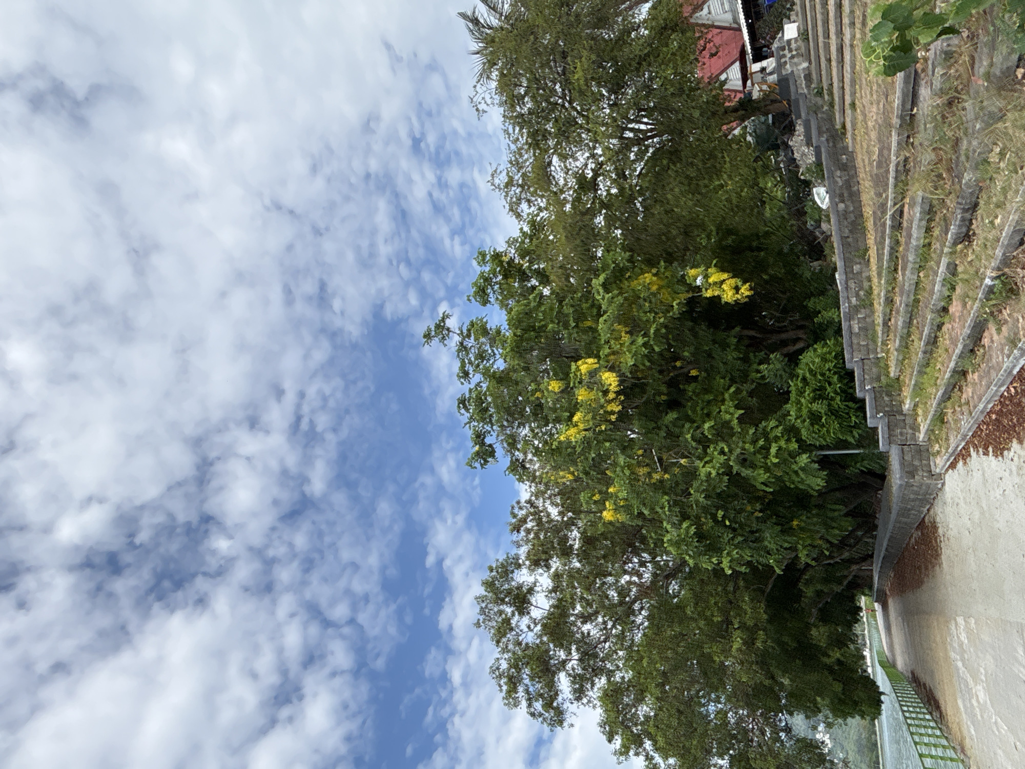 The image depicts a street scene in บ้านบางรักษ์, Thailand, angled to the left. A bright blue sky with scattered white clouds fills the upper left portion of the frame. A line of green trees with some yellow flowers is along the top-right side of the image. Next to the trees on the right is a grey concrete wall and steps. A grey concrete sidewalk runs along the bottom-right. There is no indication of people, action, or interaction in the image.