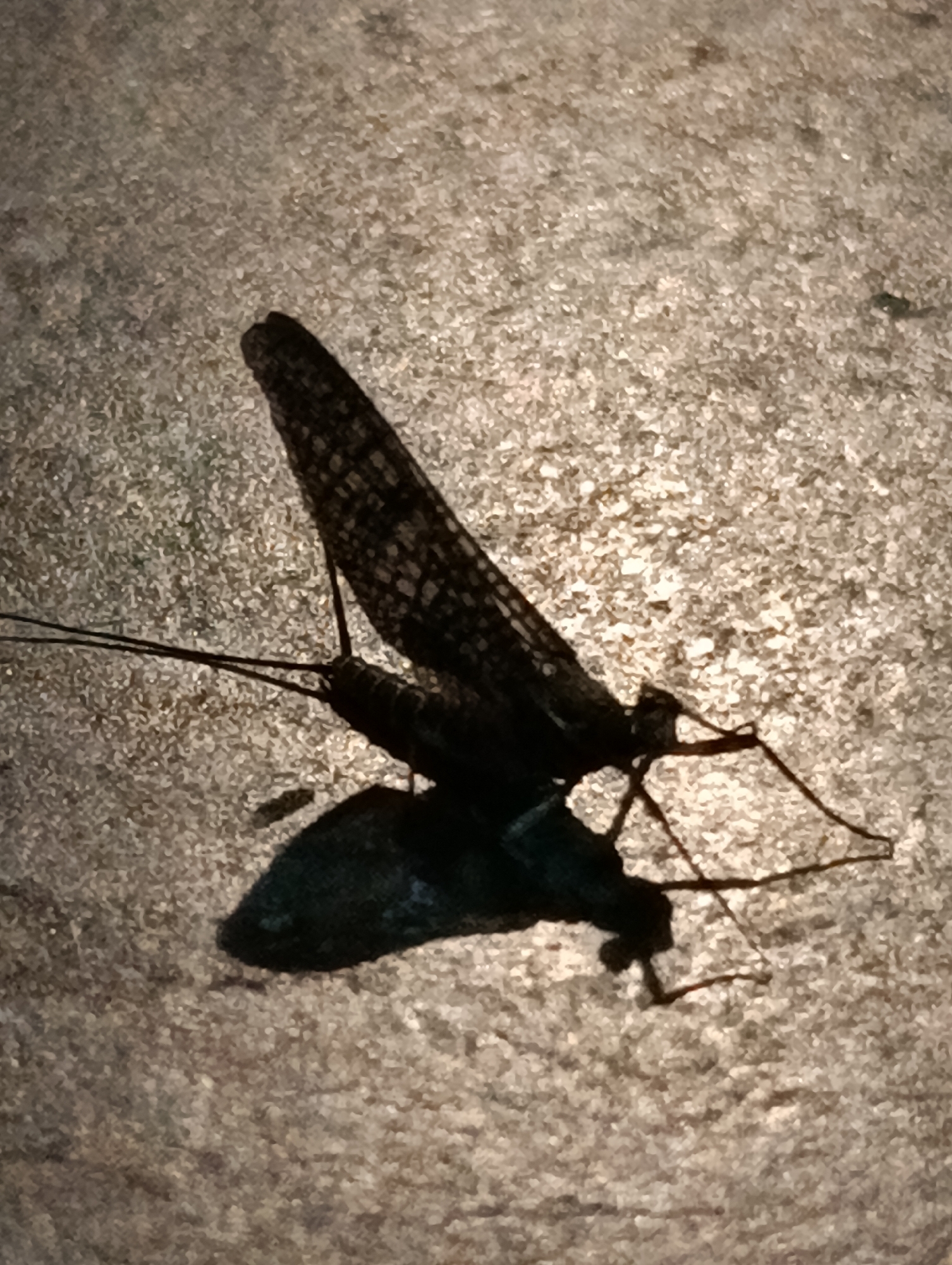 The image shows a close-up, high-angle shot of two mayflies resting on a textured, speckled gray surface, possibly concrete or stone. The insects are silhouetted against the light, with their intricate wing patterns visible. The mayflies are positioned one on top of the other, with their long, thread-like antennae extended forward. A dark shadow of the insects is cast on the surface below. The environment appears to be outdoors, with the rough texture of the ground suggesting an urban or semi-urban setting. The lighting is strong, creating a dramatic silhouette effect. The specific location in Vashisht, India, is not discernible from the visual information in the image itself.