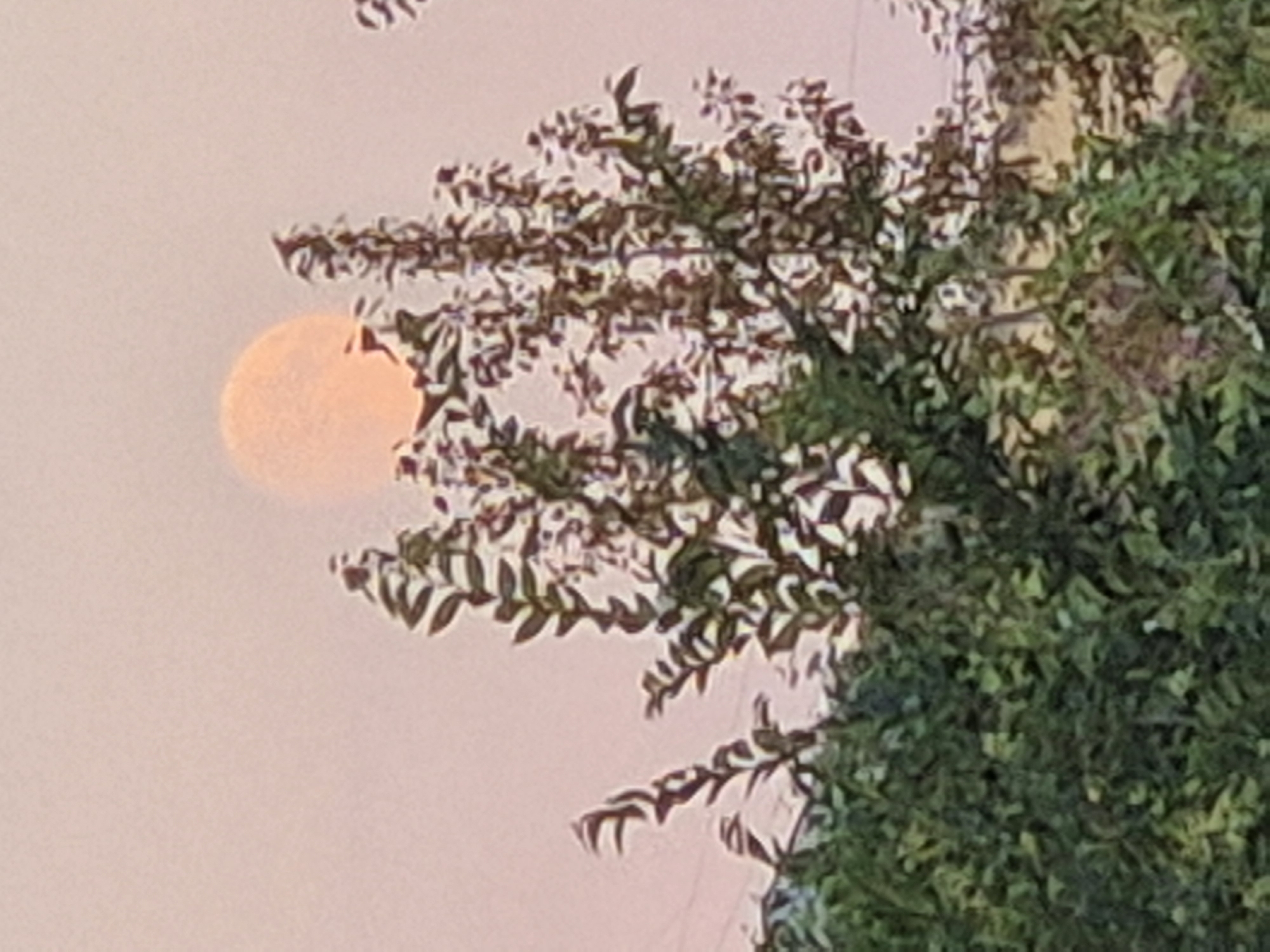 The image shows a large, pale orange circle, possibly the sun or moon, partially obscured by the upper branches of a tree. The tree has dark green leaves and thin, brown branches. The background is a soft, light pinkish-orange. The scene appears to be outdoors during either sunrise or sunset, judging by the color of the sky and the celestial body. There are no people or specific landmarks visible that would indicate a location within the city of Kokshetau, Kazakhstan.