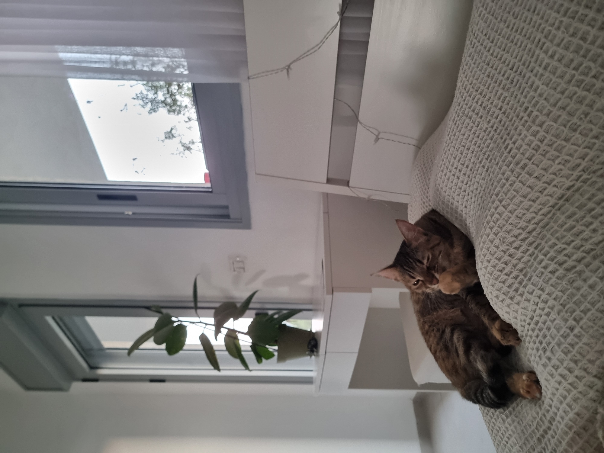 A tabby cat is nestled on a gray waffle-patterned blanket. The location is possibly an interior in Ramat Gan, Israel, as indicated by metadata. The setting appears to be a bedroom or living area, including a white shelf or cabinet above a window with an indoor potted plant on the shelf. The windows reveal an exterior view of a sky and tree. Electrical cords are visible on the upper shelf.