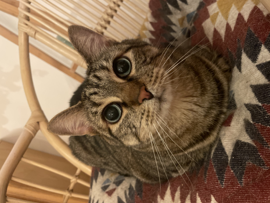 A domestic tabby cat is depicted in a close-up, front-facing view, situated indoors. The animal exhibits brown and grey striped fur, large pupils with blue-green irises, a pink nose, and long white whiskers. Its ears are upright. The cat is in a loaf-like posture, resting on a patterned textile featuring geometric designs in red, cream, dark blue, and yellow. Scattered animal hairs are observable on the textile surface. A light-colored rattan chair is partially visible in the background. The location is stated to be Sallanches, France, although no specific geographical identifiers are visible within the image itself.