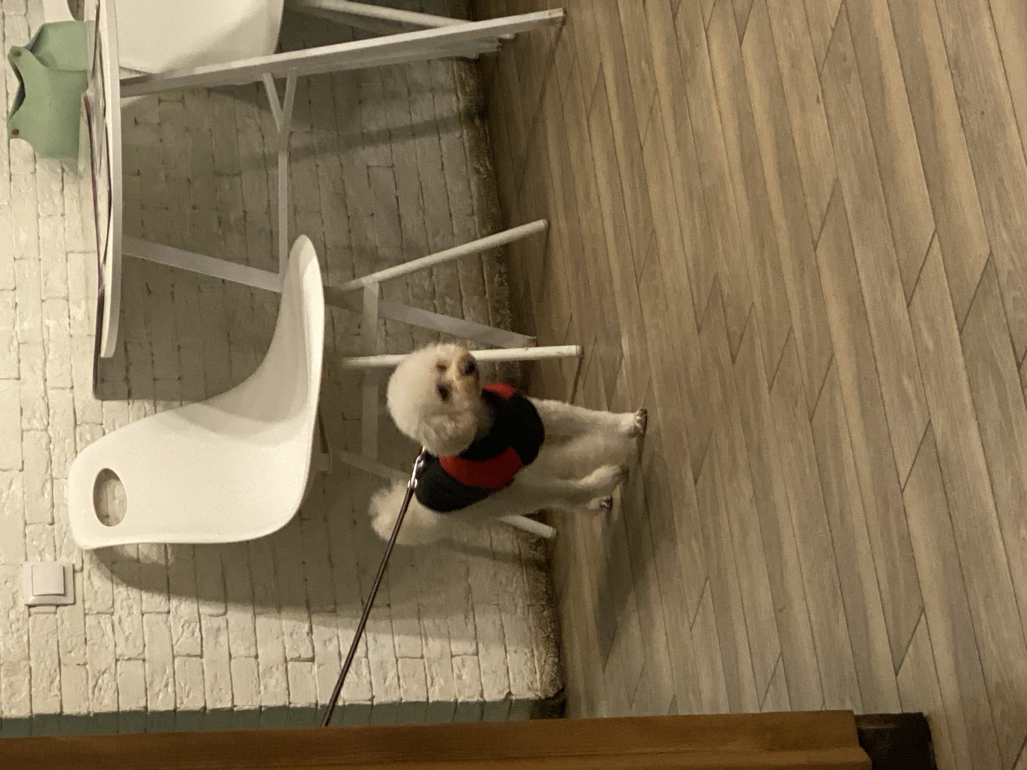 An indoor scene depicts a small, white, fluffy dog, wearing a black coat with a red central stripe, walking to the right on a dark leash. The dog is positioned on a floor covered with light brown, rectangular wood-look tiles. In the background, a white textured brick wall serves as the backdrop. To the right, a white circular table with white metal legs is visible, along with two white minimalist chairs, one featuring an oval cutout in its backrest. On the table, multiple dark-colored papers or menus are stacked, accompanied by two small, light green, bag-like objects. A white single-gang light switch is mounted on the brick wall in the upper-left quadrant. A vertical brown wooden structure, possibly a doorframe or pillar, borders the left edge of the frame. Shadows from the furniture are cast upon the brick wall. The specific location within Izhevsk, Russia, is not identifiable from the visual information provided.
