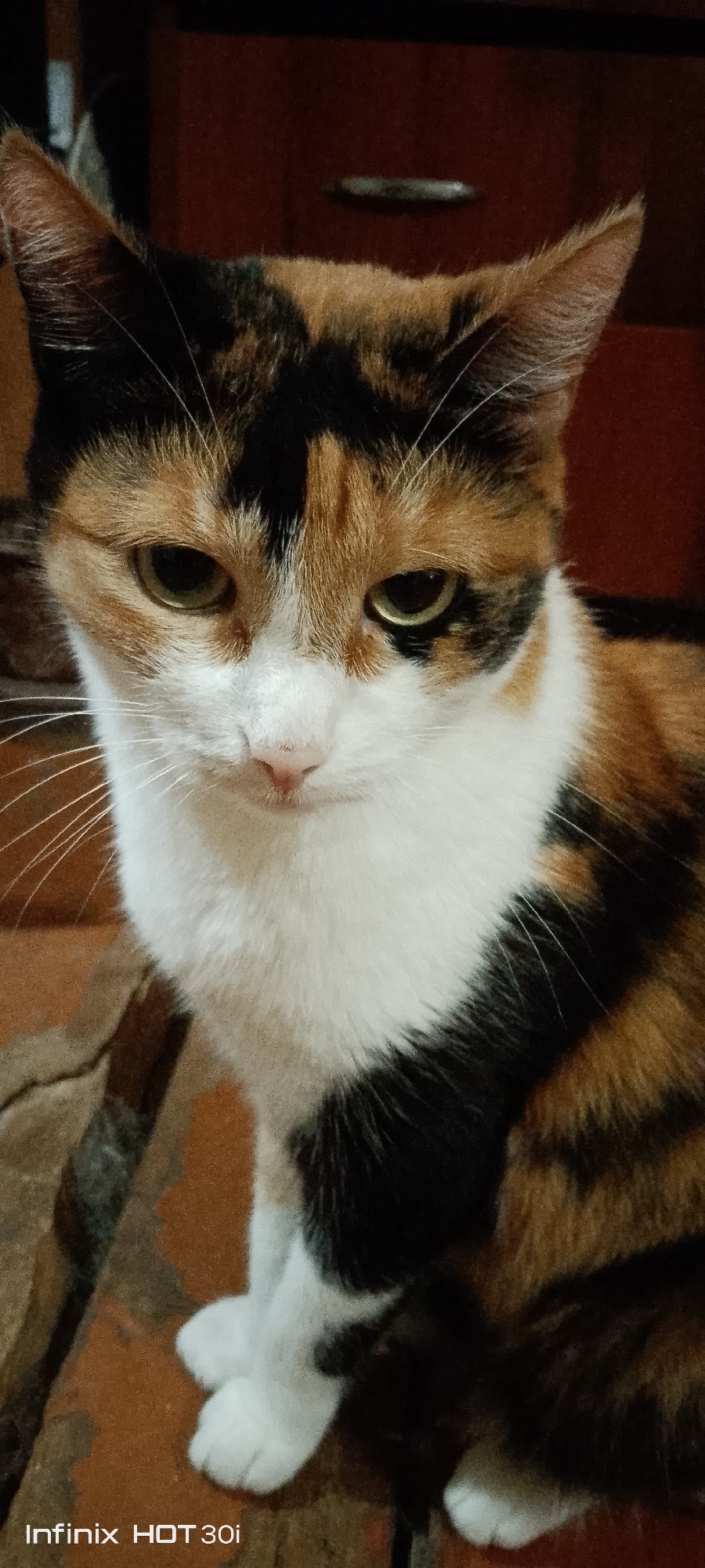 A close-up shot captures a calico cat sitting on a brick-like surface. The cat's fur displays a mix of white, black, and orange-brown patches, with a white chest and paws. Its face is partially visible, with green eyes and a pink nose. The background is blurred and appears to be an indoor setting with a dark wooden cabinet. There is no visible indication of the city of Kedrovy, Russia, or any specific urban elements in the image. The bottom left corner of the image contains a watermark that reads "Infinix HOT 30i".