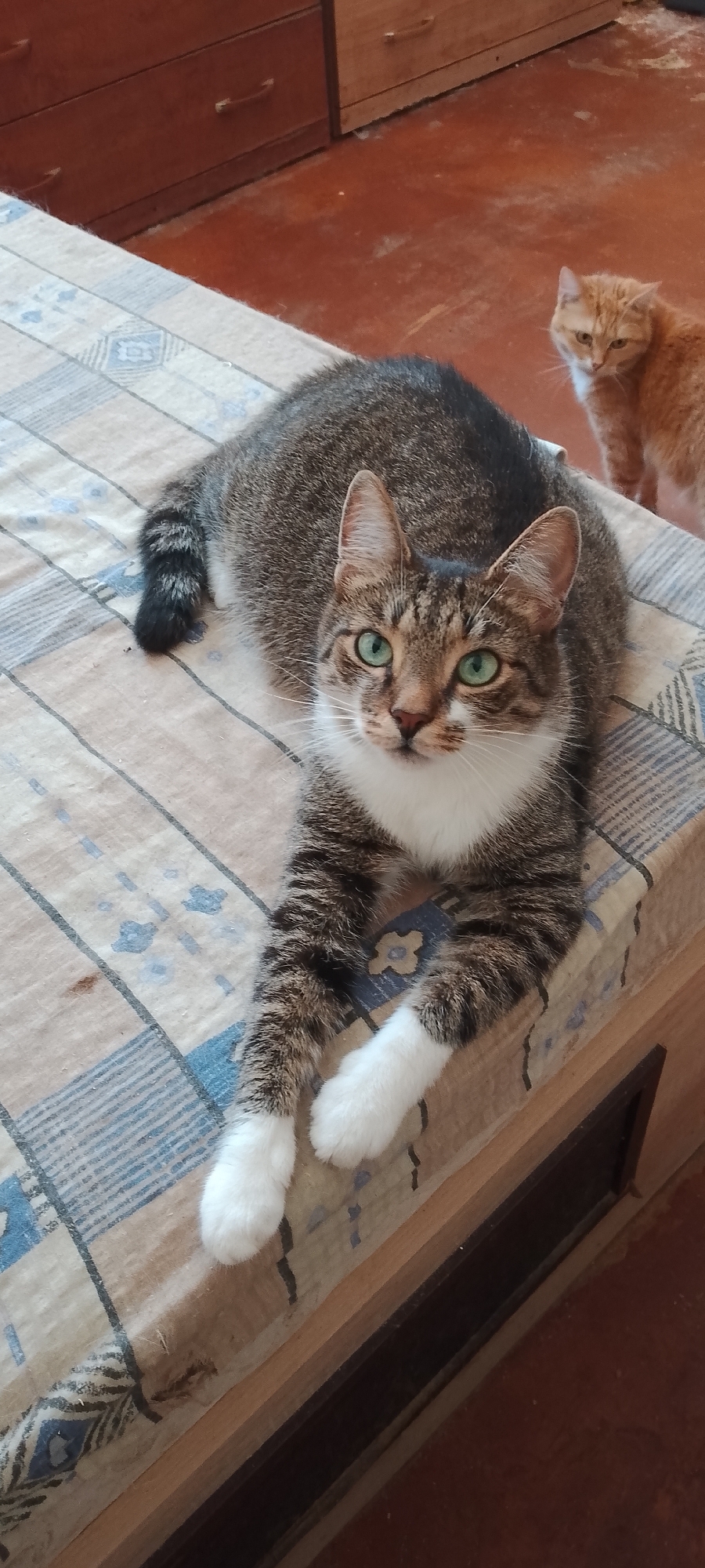 A tabby cat with green eyes lies on a bedspread with a checkered pattern, its front paws extended. In the background, an orange cat stands on a reddish-brown floor. Behind the cats, a wooden dresser with drawers is visible. The scene appears to be indoors, likely in a residential setting. The image does not provide any specific geographical context, such as the city of Belgorod, Russia, or any identifying landmarks.