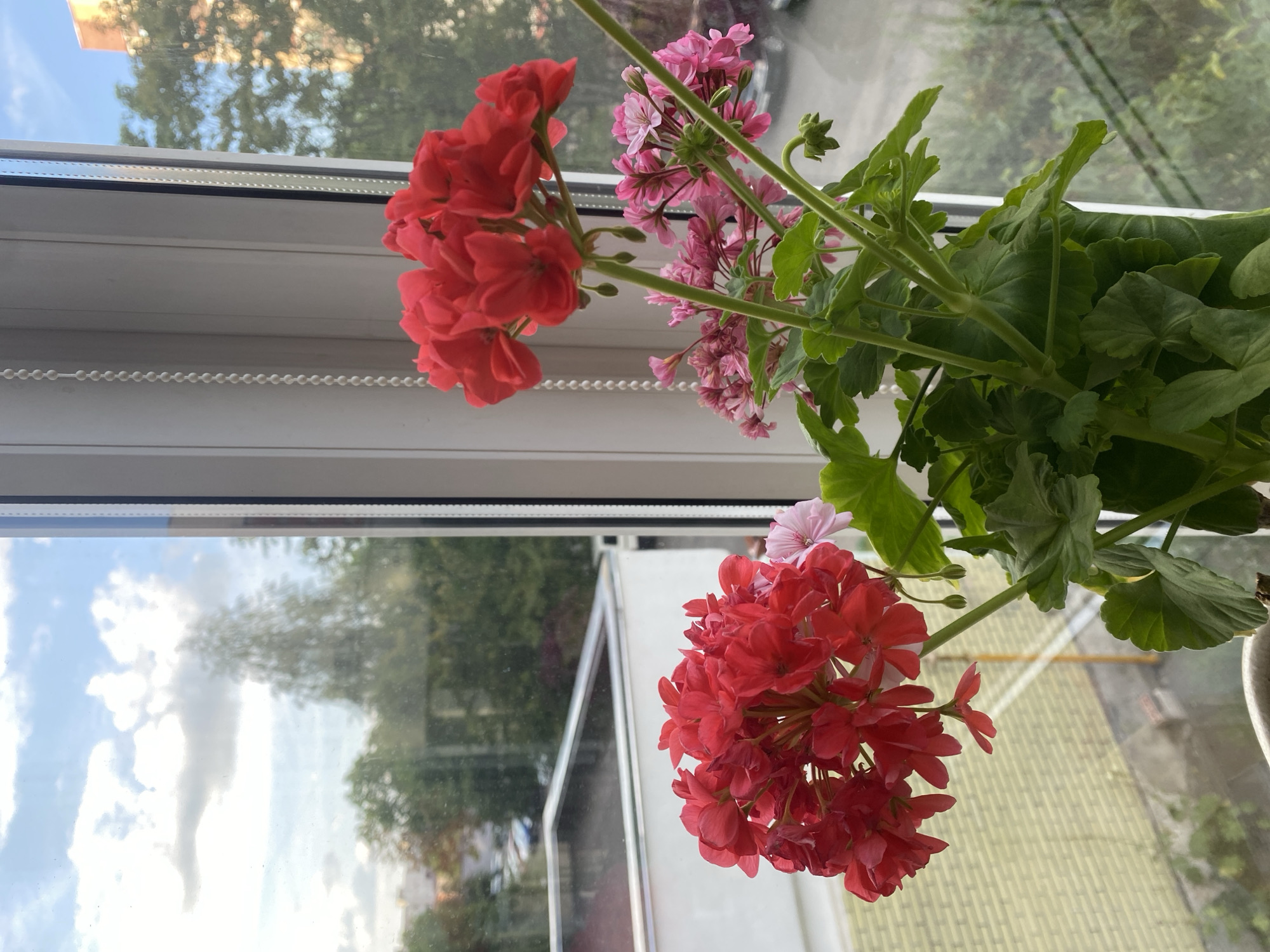 A potted plant with vibrant red and pink flowers is positioned on a windowsill. Outside the window, a blurred urban landscape is visible, featuring trees, buildings, and a cloudy sky. The scene is captured indoors, with the focus on the foreground flowers. The image is composed from a close-up perspective, highlighting the textures and colors of the plant. The background elements are out of focus, creating a shallow depth of field. There is no evidence of human presence or activity in the frame. The time of day appears to be late afternoon or early evening, suggested by the soft, diffused light. The city of Brest, Belarus, is not identifiable from any specific landmarks within the image.