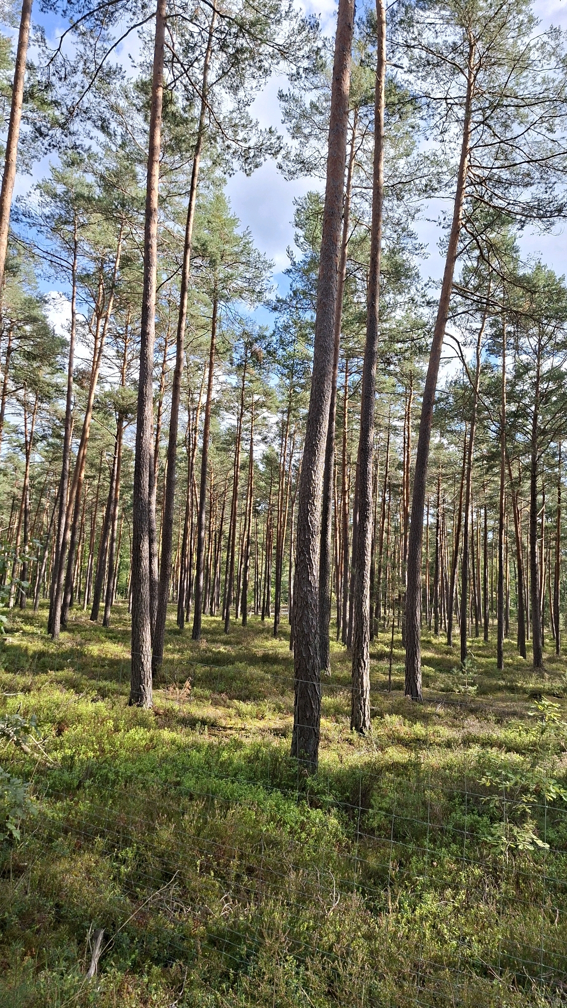 The image depicts a sun-dappled forest floor in Winkelhaid, Germany, with tall pine trees dominating the scene. The ground is covered in a dense layer of green undergrowth, appearing to be a mix of mosses, low shrubs, and possibly some heather. Sunlight filters through the pine needles, creating patches of light and shadow across the forest floor. A thin wire fence is visible in the foreground, running horizontally across the lower part of the image, partially obscuring the undergrowth. The sky above is a mix of blue and white clouds, visible through the gaps in the tree canopy. The overall impression is of a peaceful, natural environment within the specified location.