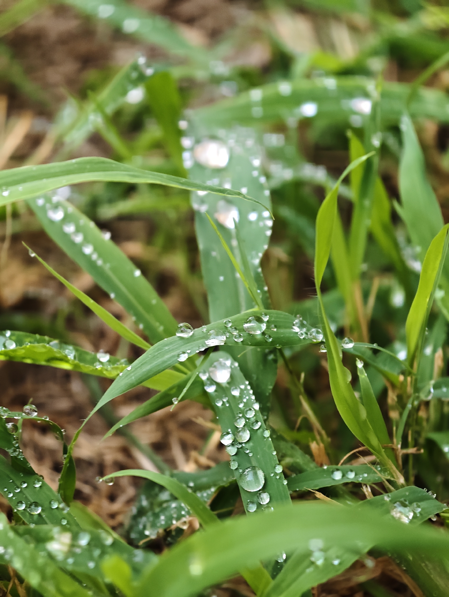 The image is a close-up, eye-level shot of green grass blades covered in water droplets. The droplets vary in size and are scattered across the surfaces of the blades, reflecting light and creating a sparkling effect. Some blades of grass are sharply in focus, while others are blurred, indicating a shallow depth of field. The background consists of dry grass and soil, also out of focus. There are no people or discernible man-made structures visible in the image, suggesting a natural outdoor setting.
Considering the location of Petah Tikva, Israel, this scene could depict a park, a garden, or a grassy area within the city after rainfall or morning dew. The dry grass and soil in the background might suggest a season with less rainfall or areas that are not actively irrigated. The overall impression is one of natural detail and the beauty of water on vegetation.