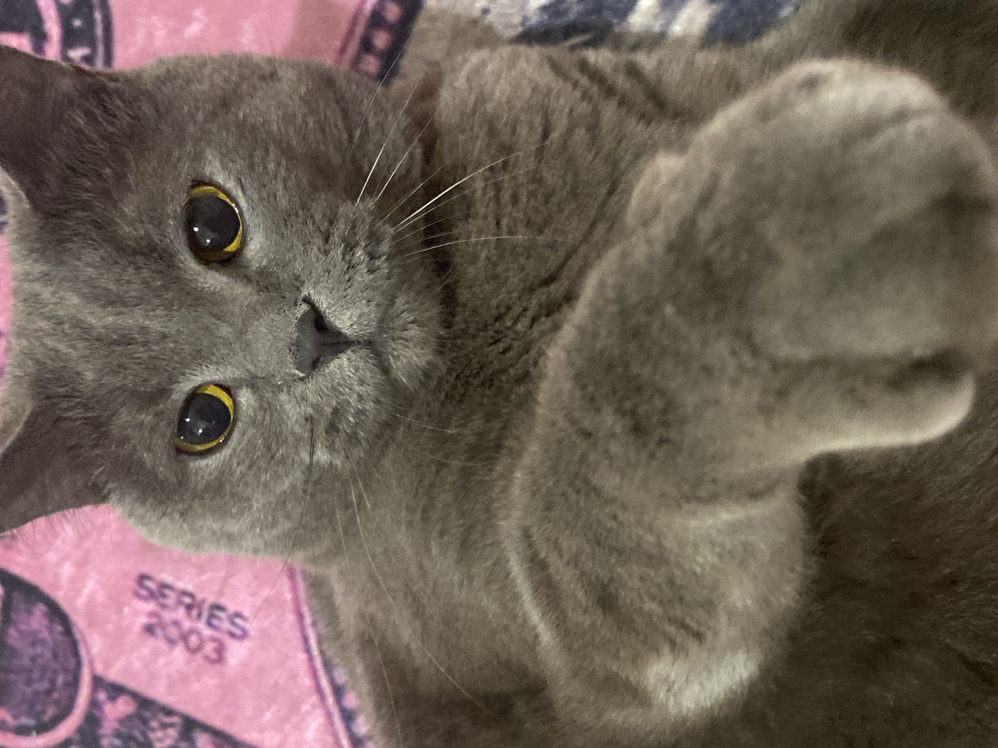 An indoor scene depicts a grey, short-haired domestic cat, likely a British Shorthair, positioned centrally and looking directly at the viewer. The cat has prominent yellow-orange irises with dilated black pupils, reflecting light sources. Its left front paw is extended towards the foreground, partially out of focus. The cat's dense, uniform grey fur and numerous white whiskers are clearly visible. The cat rests upon two distinct patterned textiles: a pink blanket with the text "SERIES 2003" visible vertically in the upper left background, and a darker blue-grey patterned blanket partially visible to the right and beneath the cat's body and paw. The scene is situated in Votkinsk, Russia.