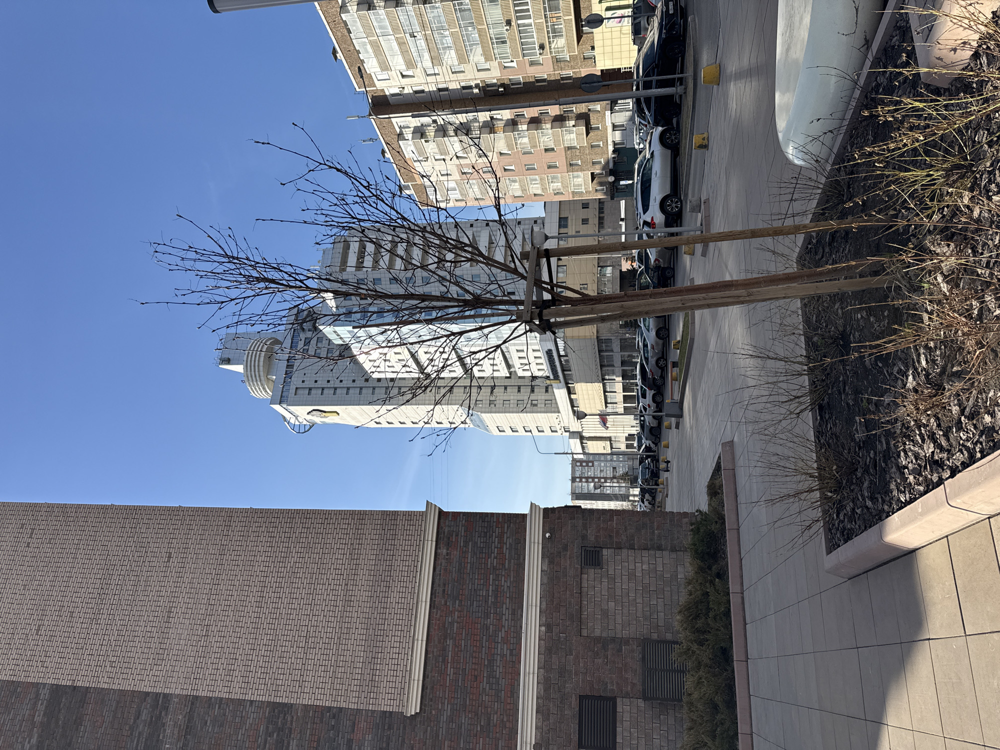 The image depicts an urban landscape in Krasnoyarsk, Russia. A tree sapling, supported by wooden stakes, stands in the foreground, set against a backdrop of buildings. To the left is a low brick structure. In the background are taller, multi-story residential buildings. Cars are parked along the side of the street. The sky is clear and blue.