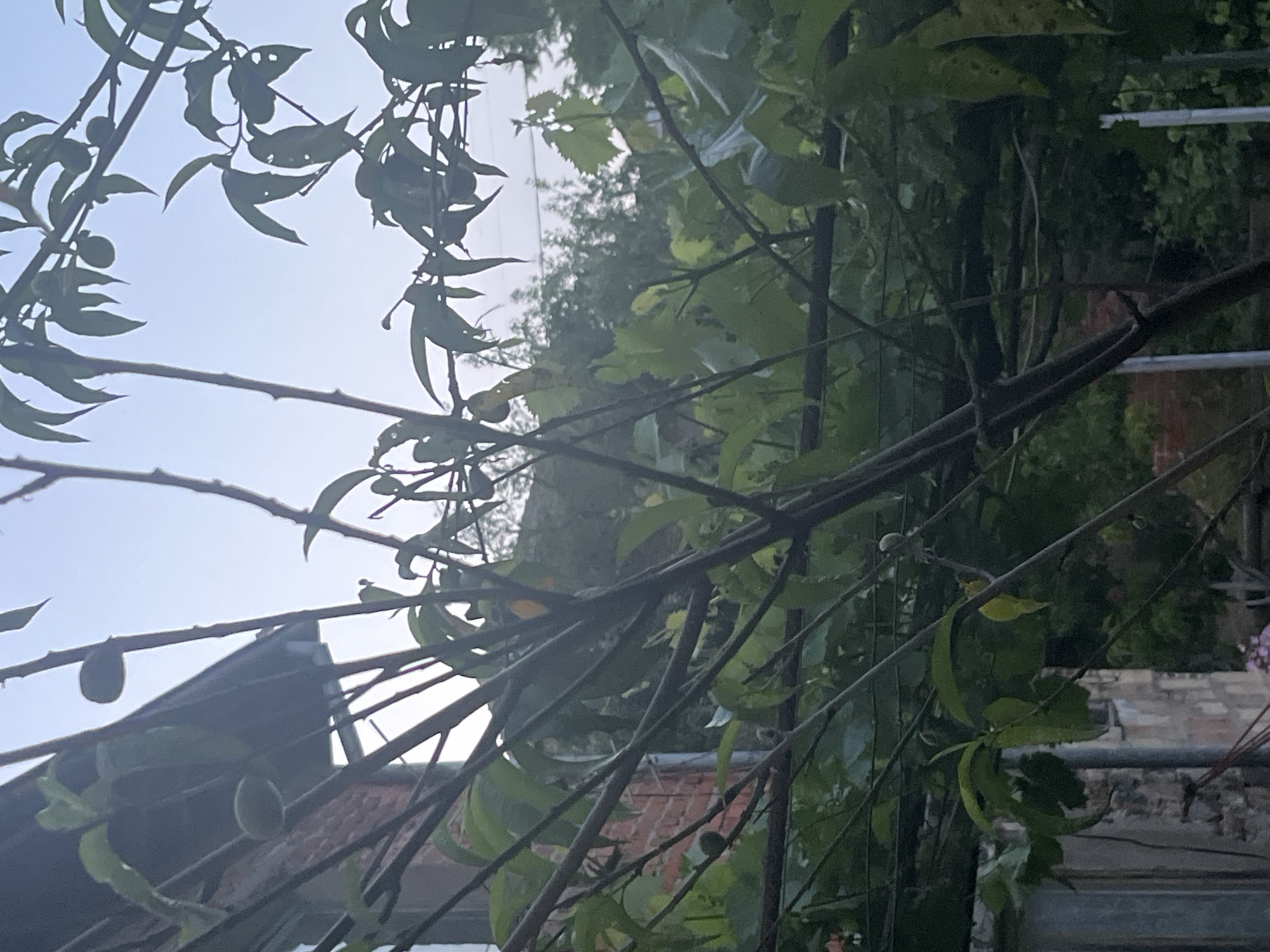 The image depicts an outdoor scene in Varshilo, Bulgaria, primarily featuring the branches and green foliage of a fruit tree, likely a peach tree, in the foreground. Several small, unripe, oval-shaped fruits are visible on the branches. The scene is illuminated by soft, diffused light against a pale blue sky. To the mid-left, a portion of a building is visible, characterized by a reddish-brown brick wall, a dark roof overhang, and a lower section constructed from light-colored stone, with a partially visible window frame. A dark, horizontal trellis structure, partially covered in additional foliage, extends across the mid-ground. The background consists of distant trees and dense green shrubbery. No individuals are present, and no specific actions are depicted.