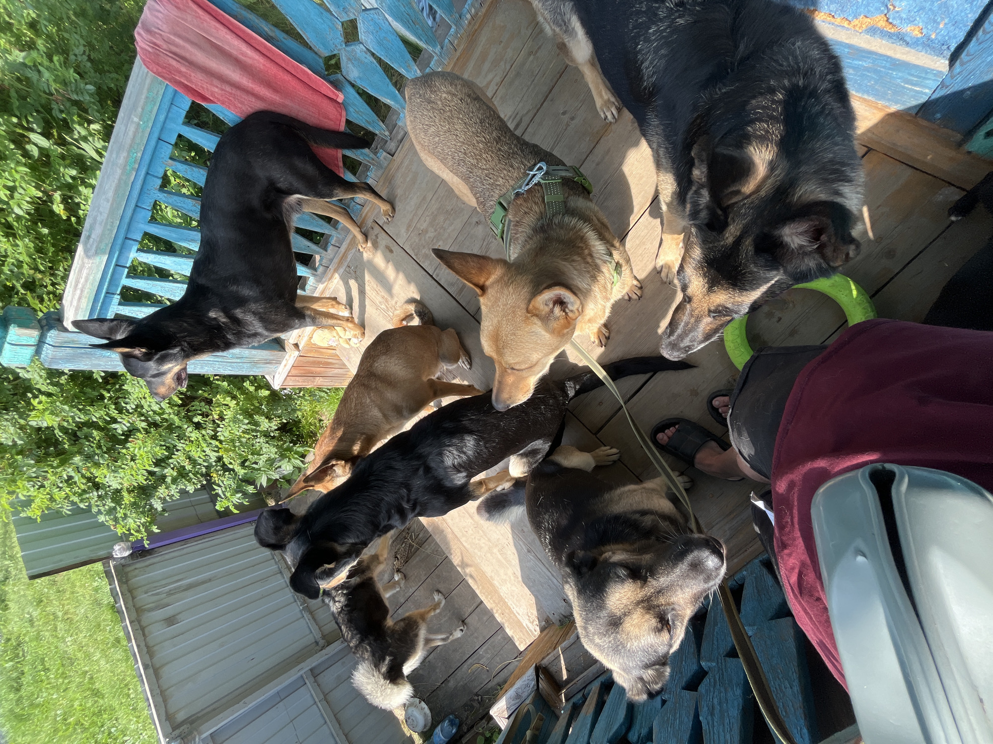 The image depicts a group of seven dogs on a wooden porch with a blue railing, possibly located in Nizhny Tagil, Russia, given the context. The dogs are of various breeds and sizes. In the foreground, a person's legs are visible, wearing dark shorts and black sandals. The person is holding a light blue object, possibly a water bottle or a food bowl. The porch is surrounded by greenery, suggesting an outdoor setting. The dogs appear to be interacting with each other and the person. The lighting suggests it is daytime, with sunlight casting shadows on the porch.